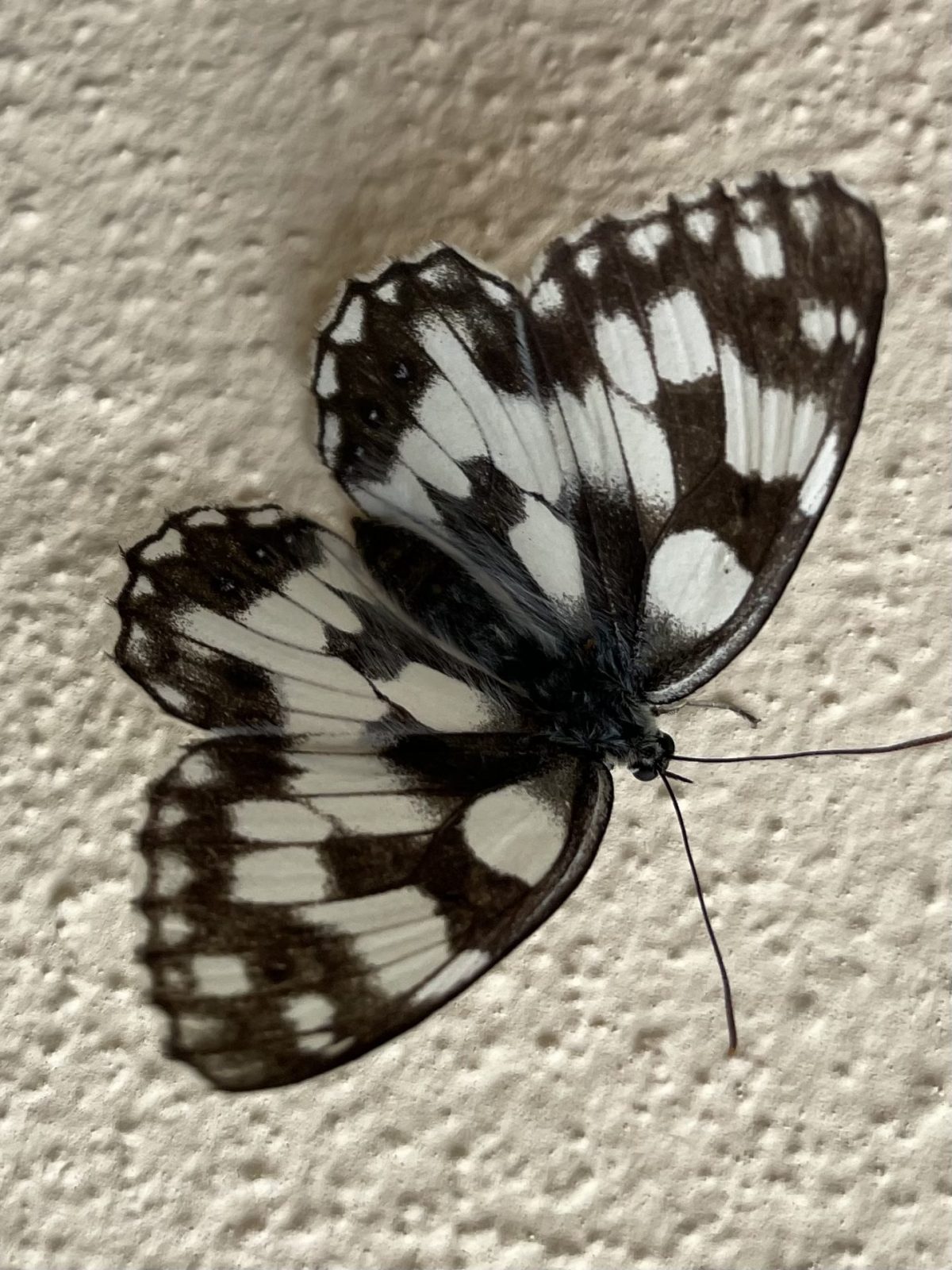 63E166F7-1463-4377-9B6A-106BDF63E23B