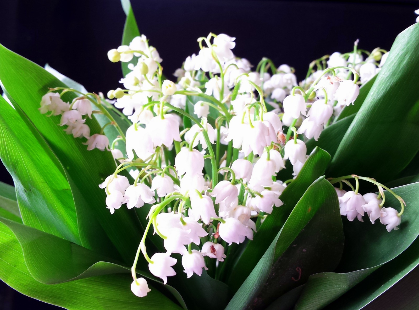 63d0621b-6808-4e83-9dda-63de3a4669b0