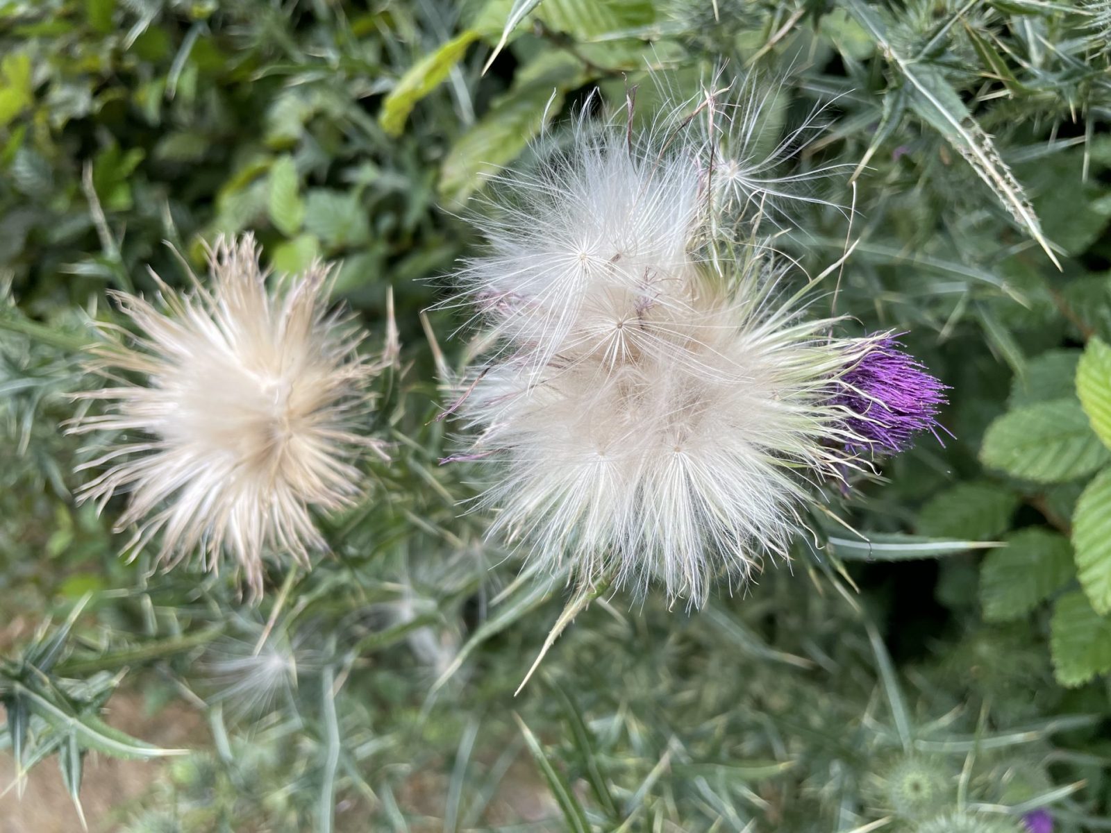 645ACF5C-EACE-4D51-ACC1-A09A45B866A5