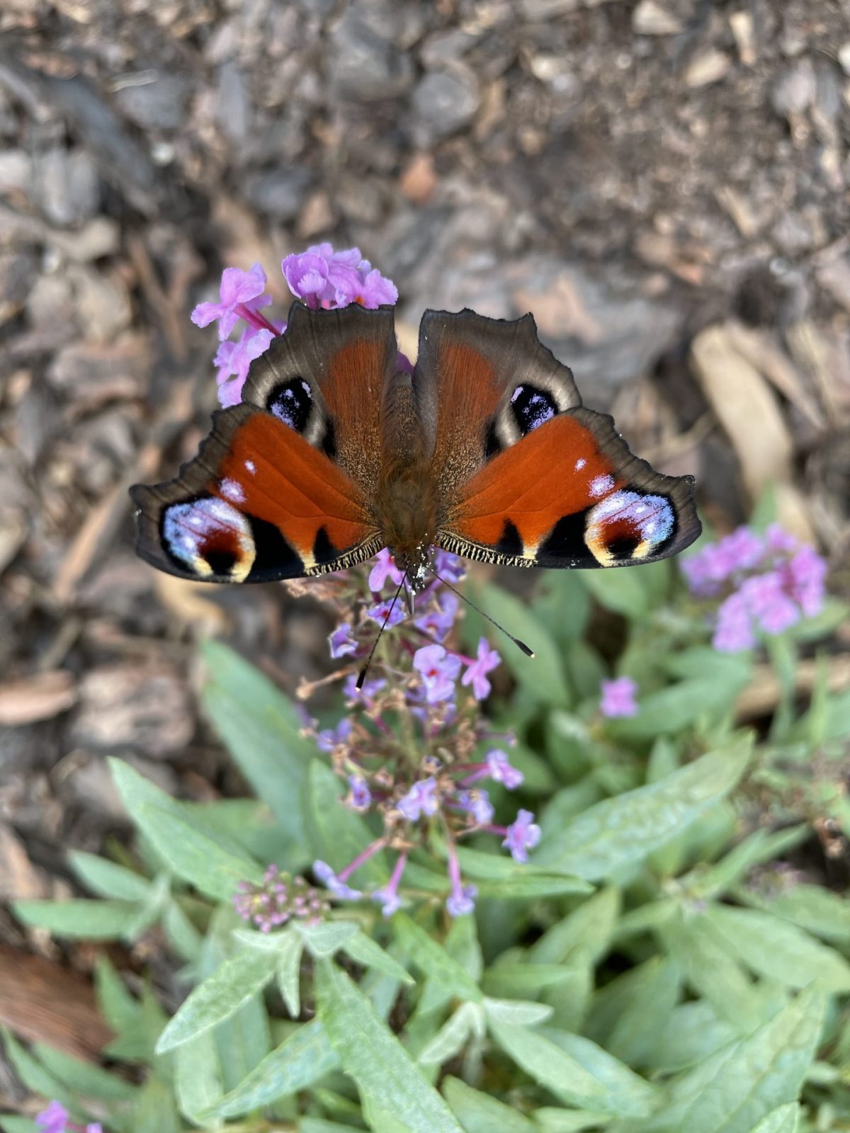 655734C5-80D7-4D71-AB4C-284A72C3F8A6