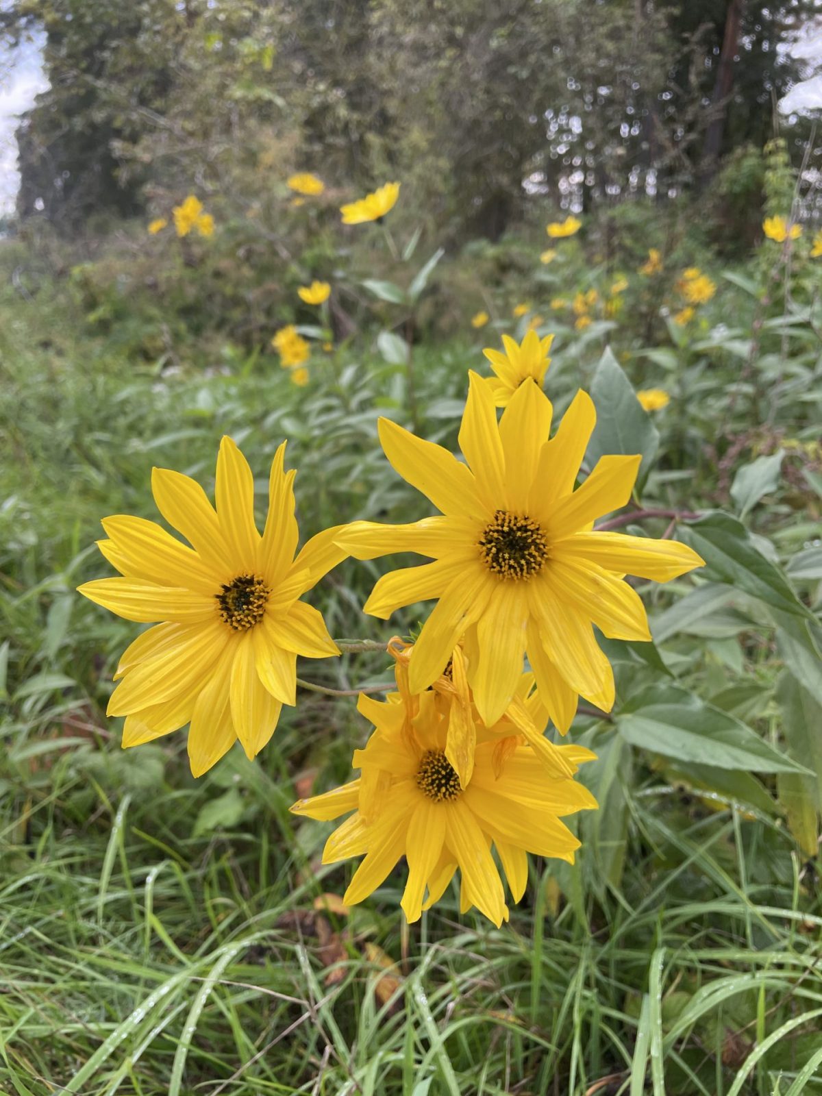 66FC0310-C294-4739-AF9D-5E9C926CE94E