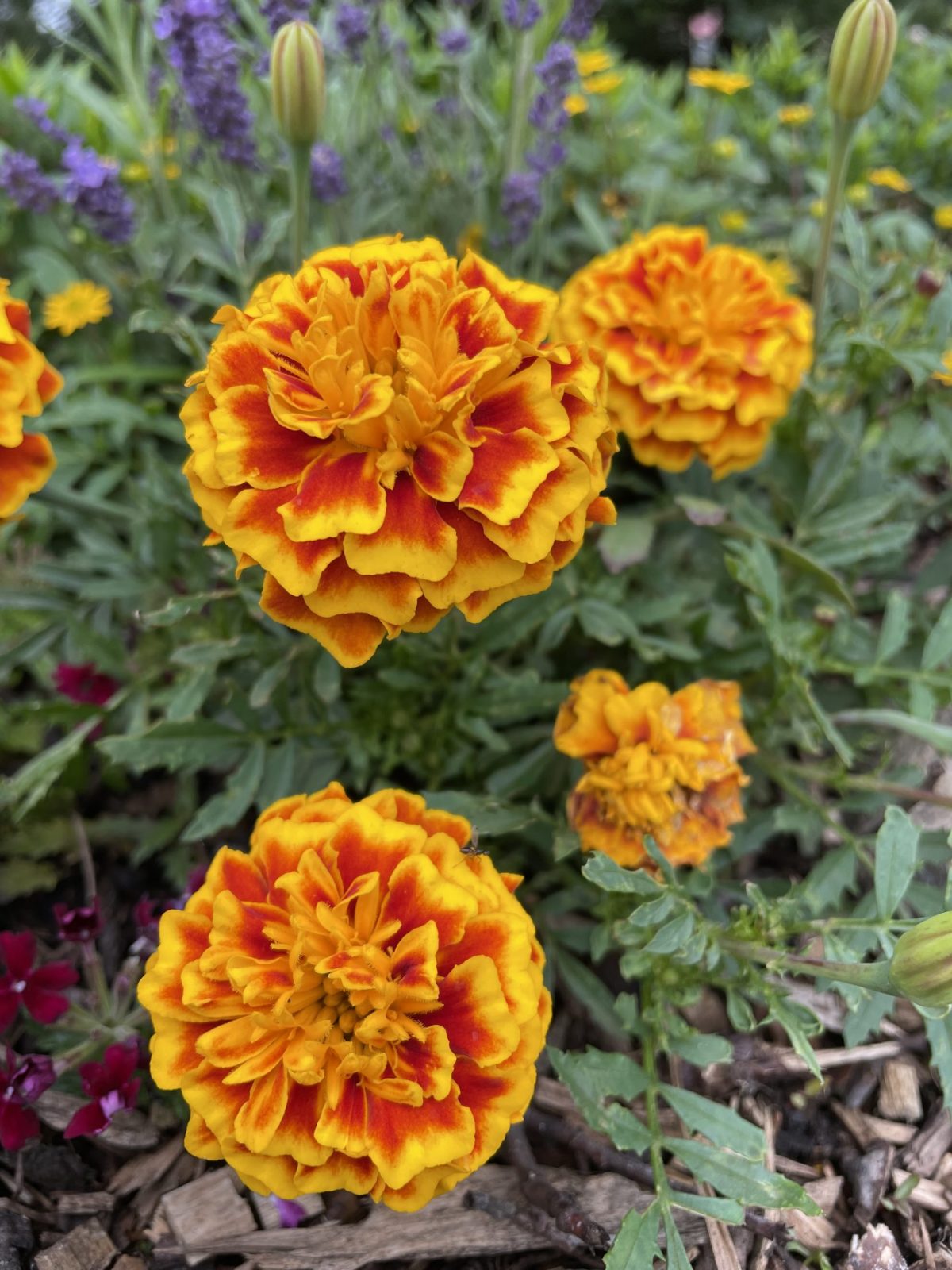 6852C537-7EEA-4CAF-B80A-1BFCE582E728