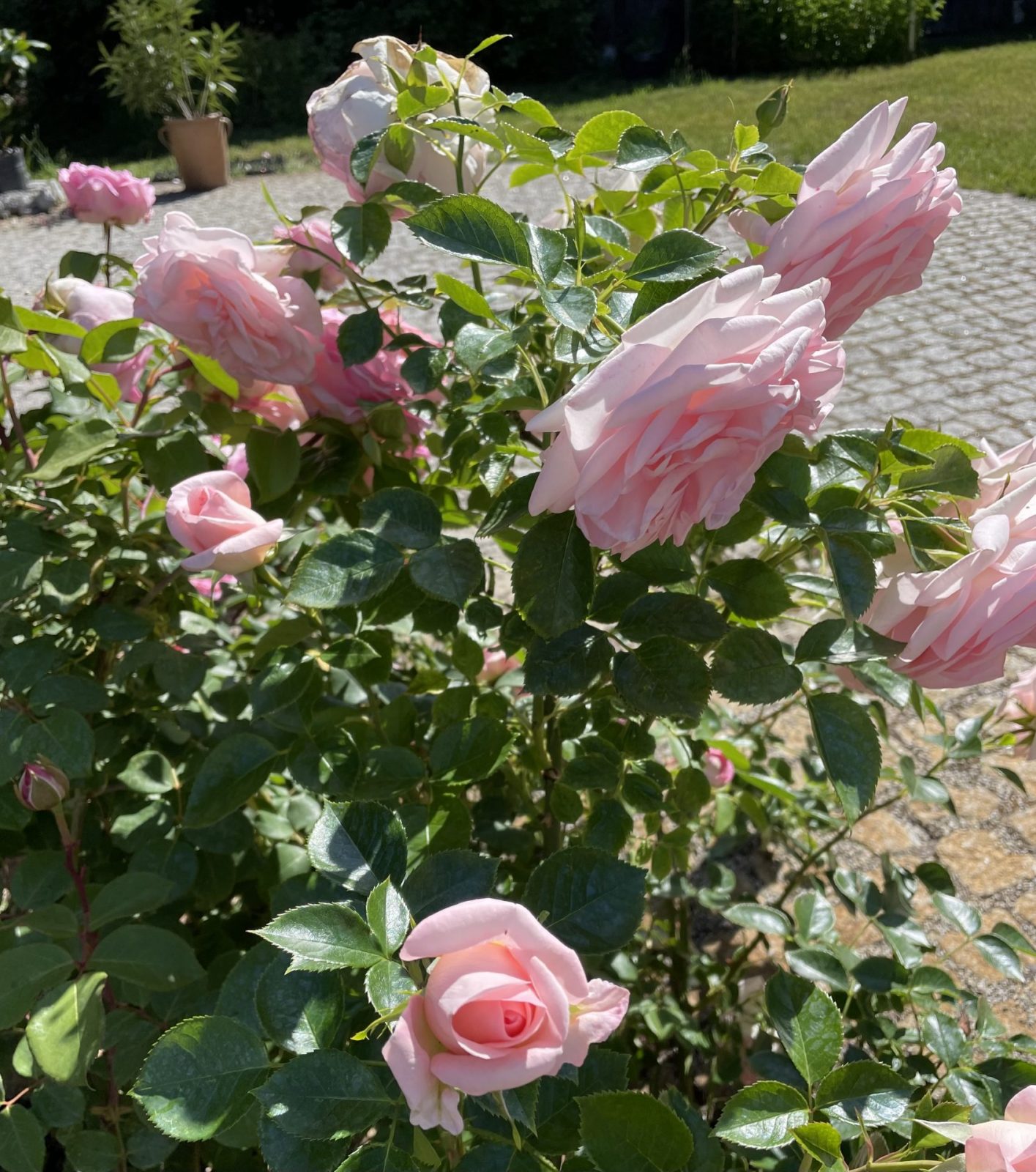 68BD9A54-6809-448C-85A0-B2F610811292