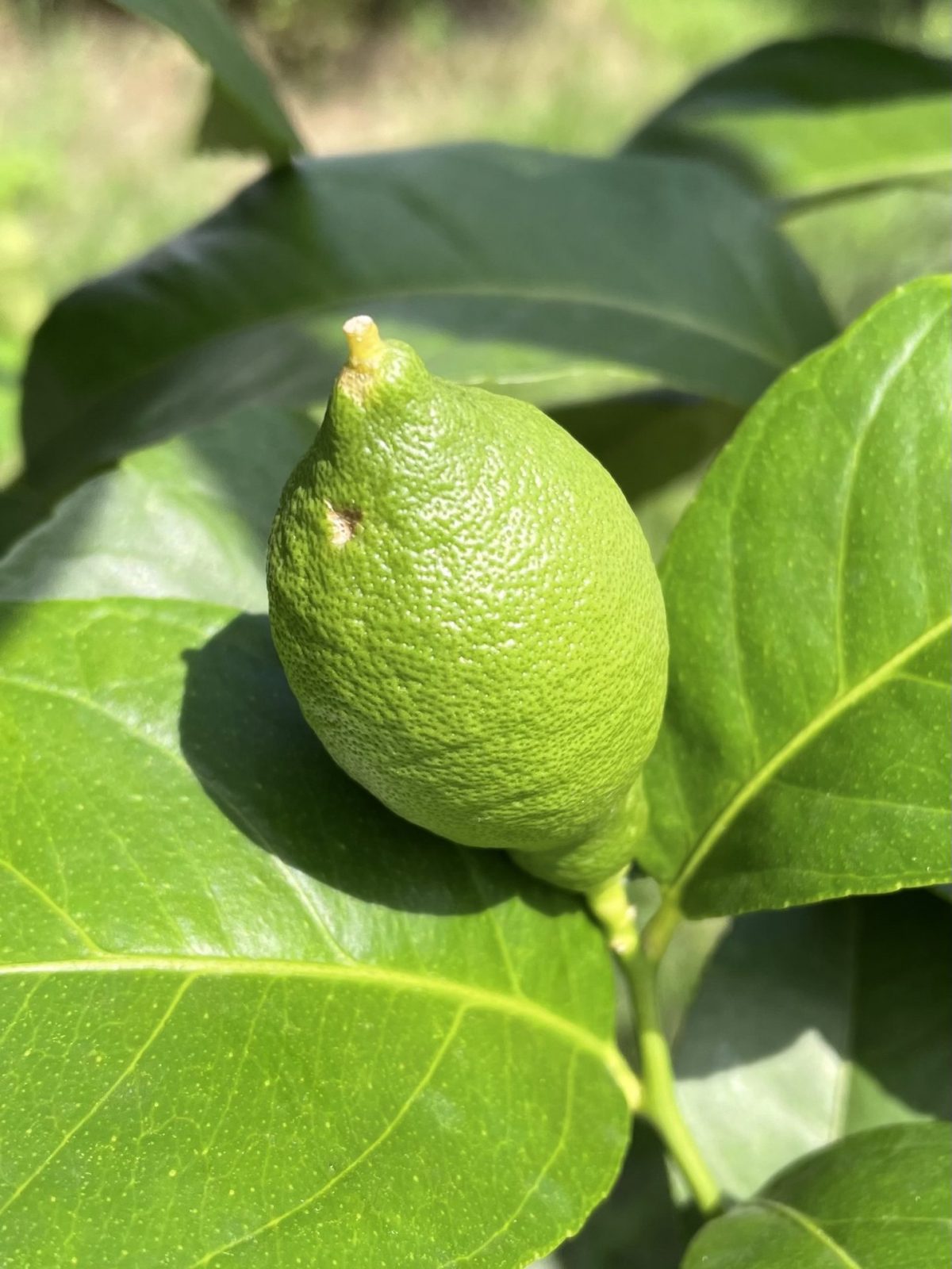 68CC16A9-8CF0-4641-8859-BF174D411879