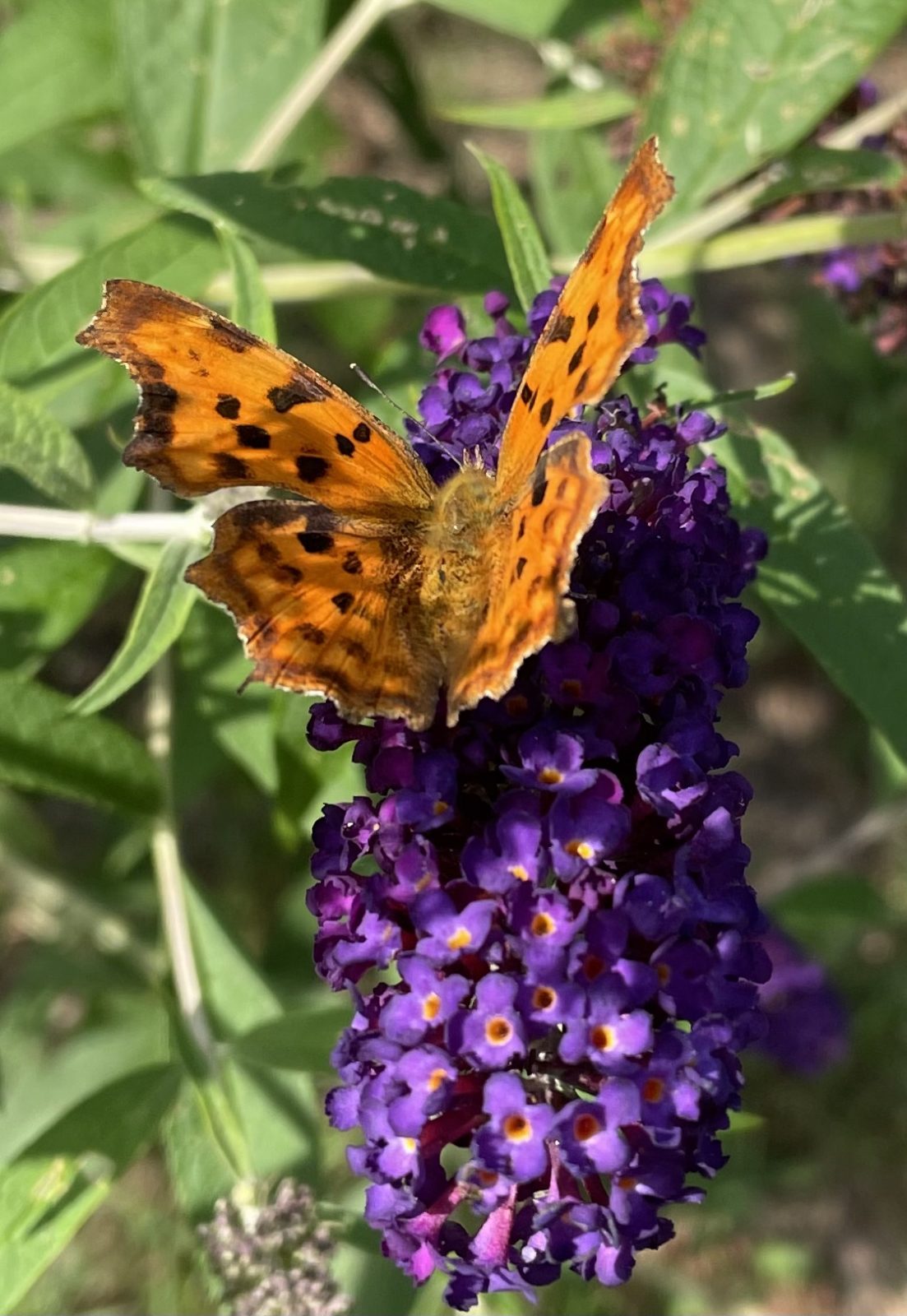 68FC3ADC-02F9-45EE-93D7-212C9F27EA38