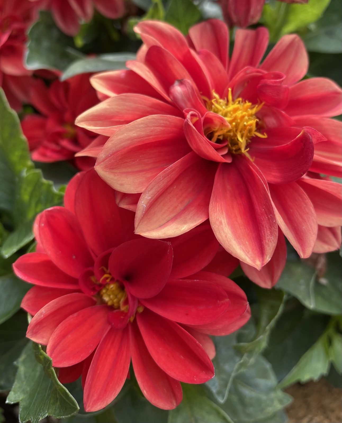 6A155291-487D-49E8-9210-7D2E3376CE3D