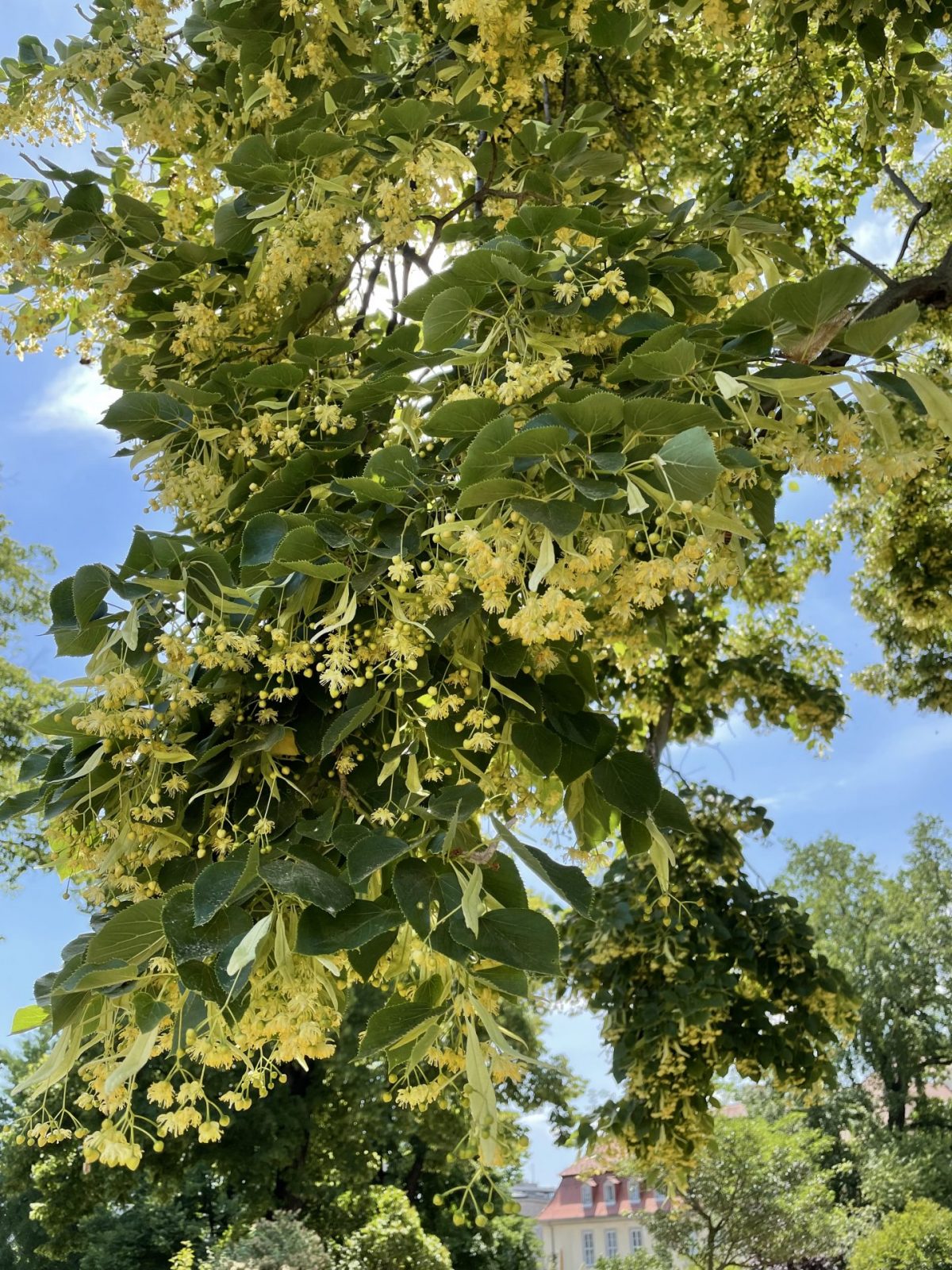 6A18D586-20C9-4213-8699-6C2623C539DF