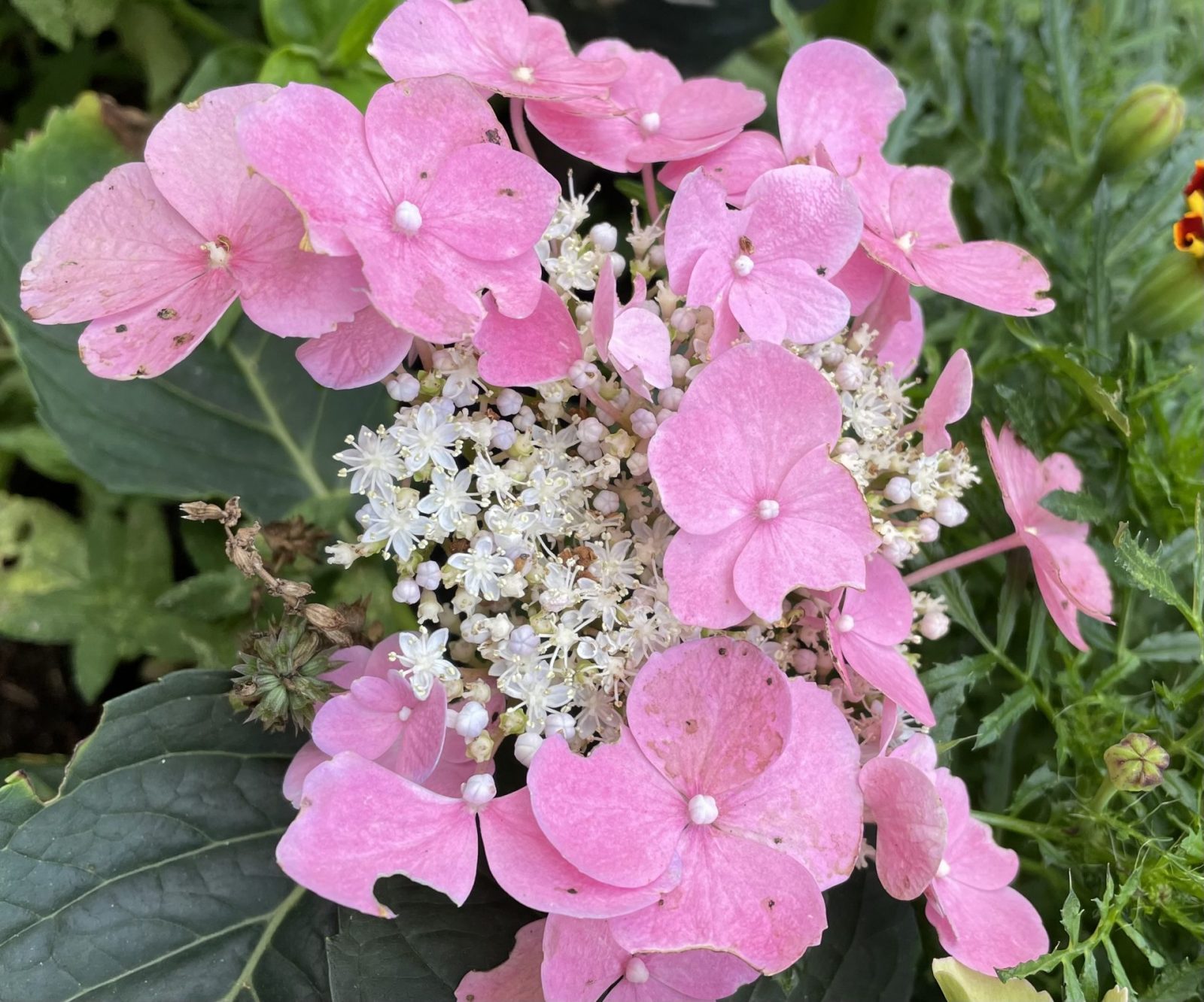 6AE6E93D-A168-44C7-8BFA-4CF1B3D7BA9D