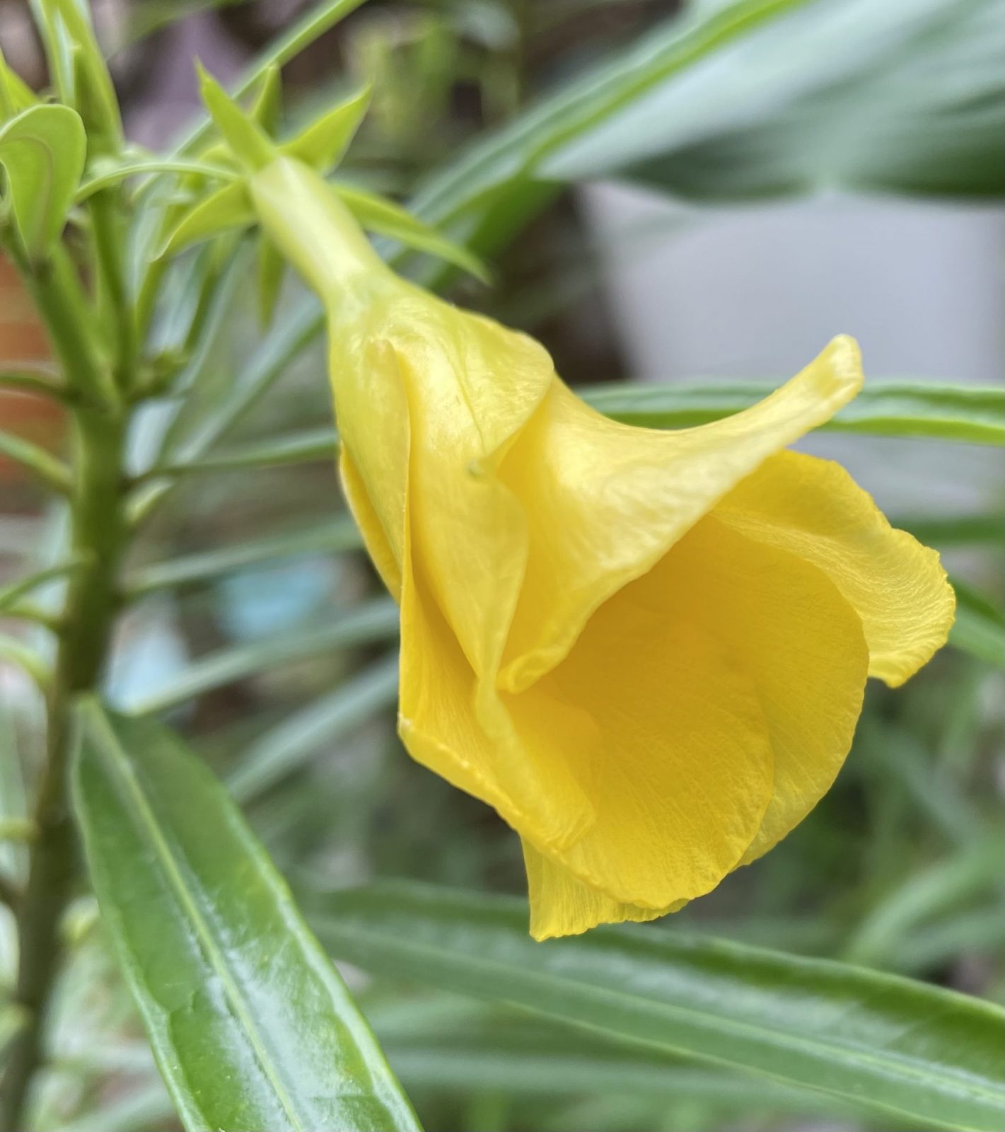 6AF2DF4B-E5B2-4B7B-93FE-61BCC4FB9661