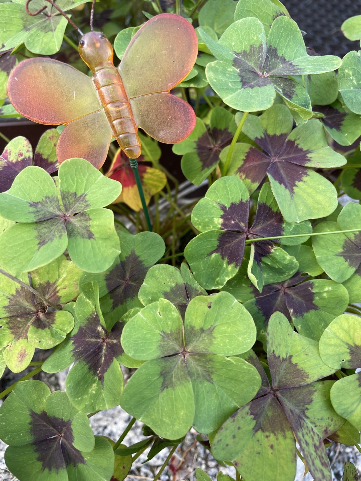 6B28493A-E6E0-424D-AE51-4E072AFF091A