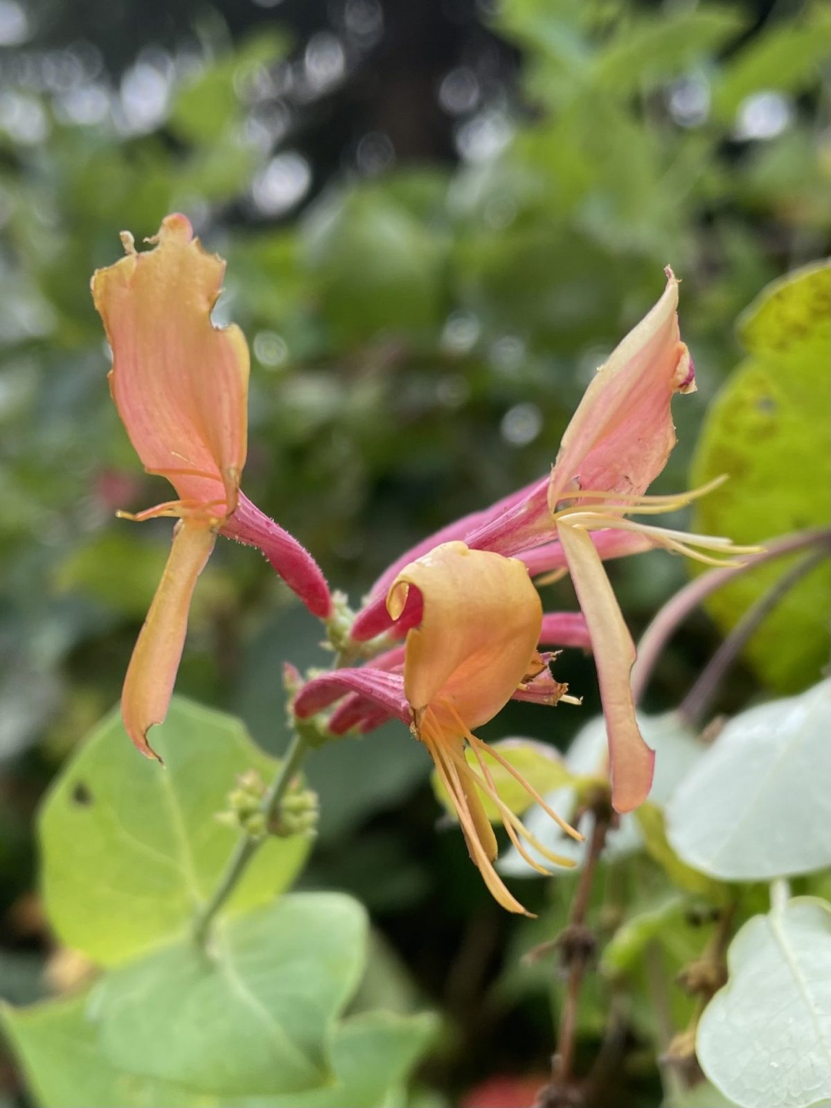 6E63F3EF-ADF1-4B44-80EE-04F67D30FA85