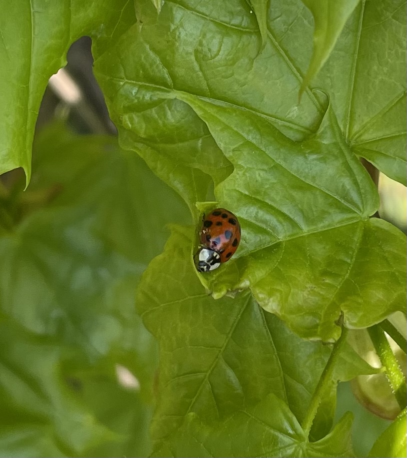 6E9126B9-EA1E-4902-8FF0-49DEFEA92030