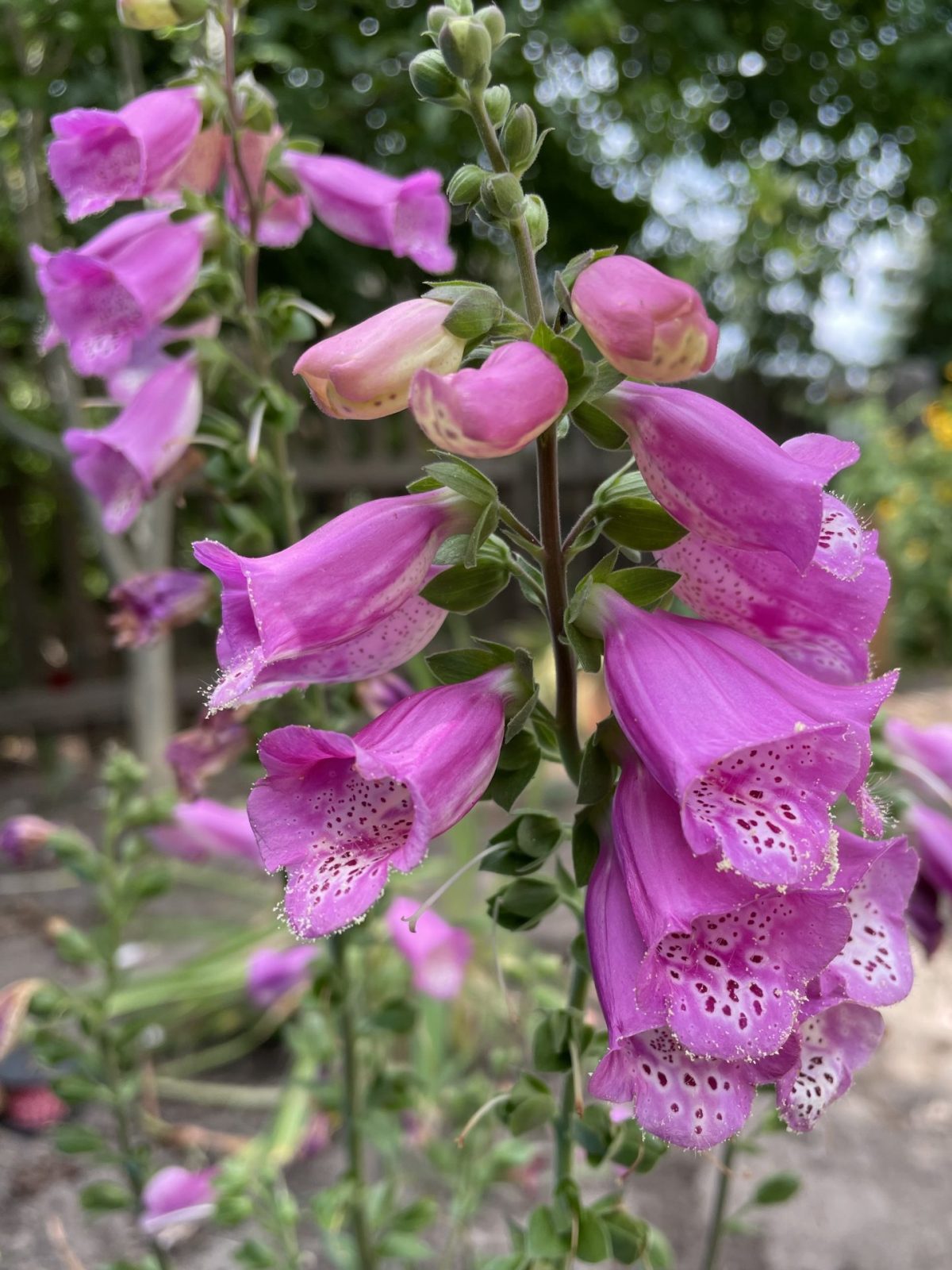 6EF1E3A4-D735-451E-BB9F-EF8EB07C7873