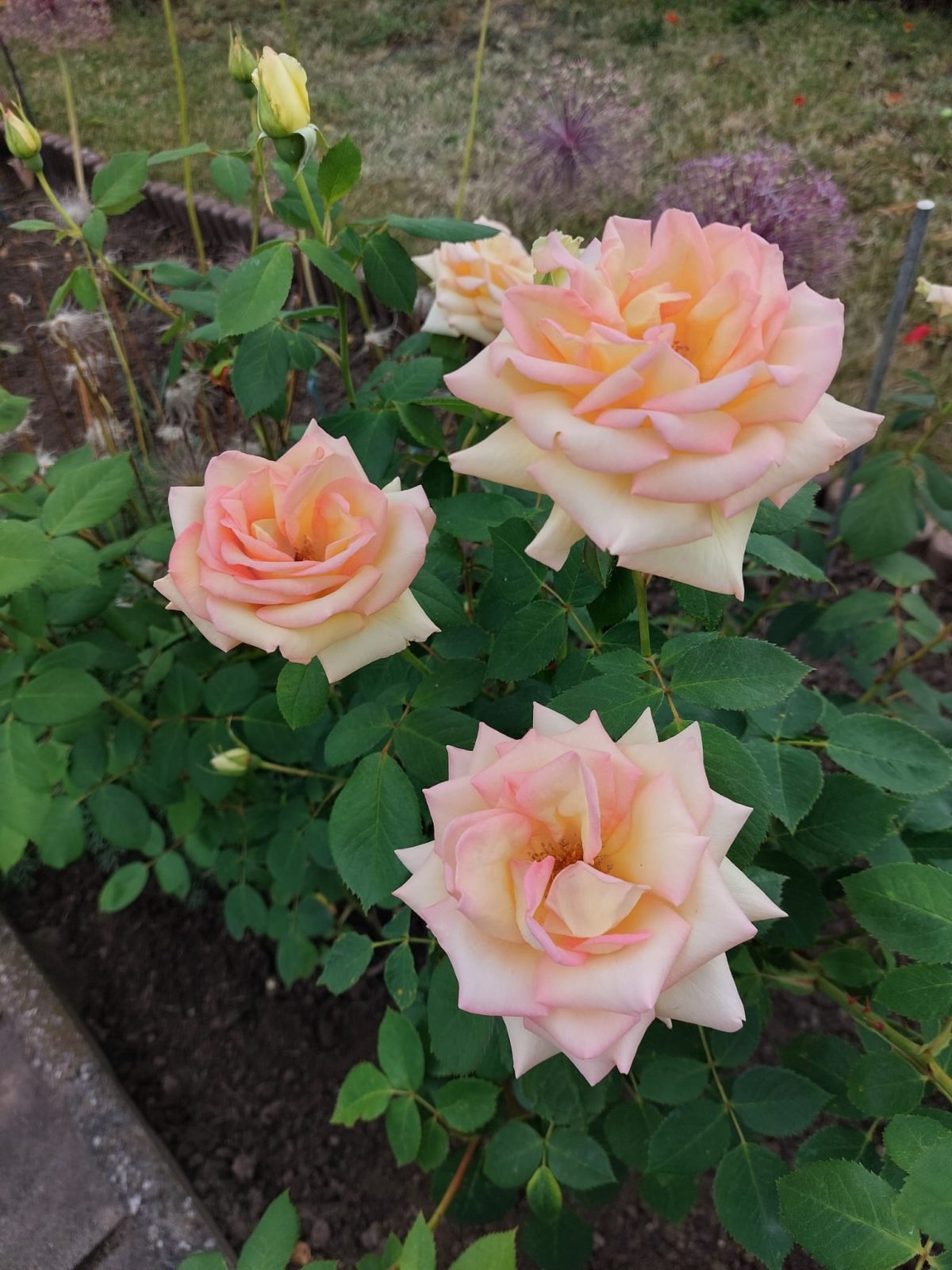 6bf14ff1-a1a0-4ef1-ae4a-f78914ea9891