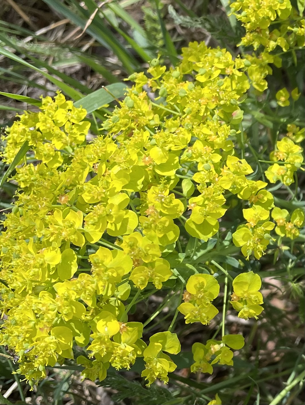 7071A988-2967-4FFF-8B38-4367FAD5FCF1