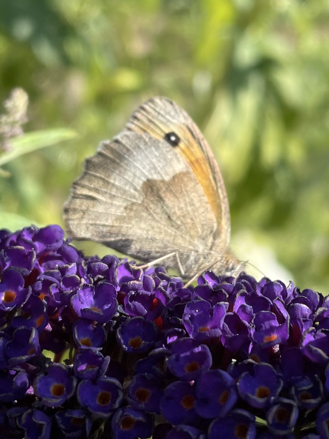 70A3F231-6D0D-4947-8CB4-50AD2F90736A