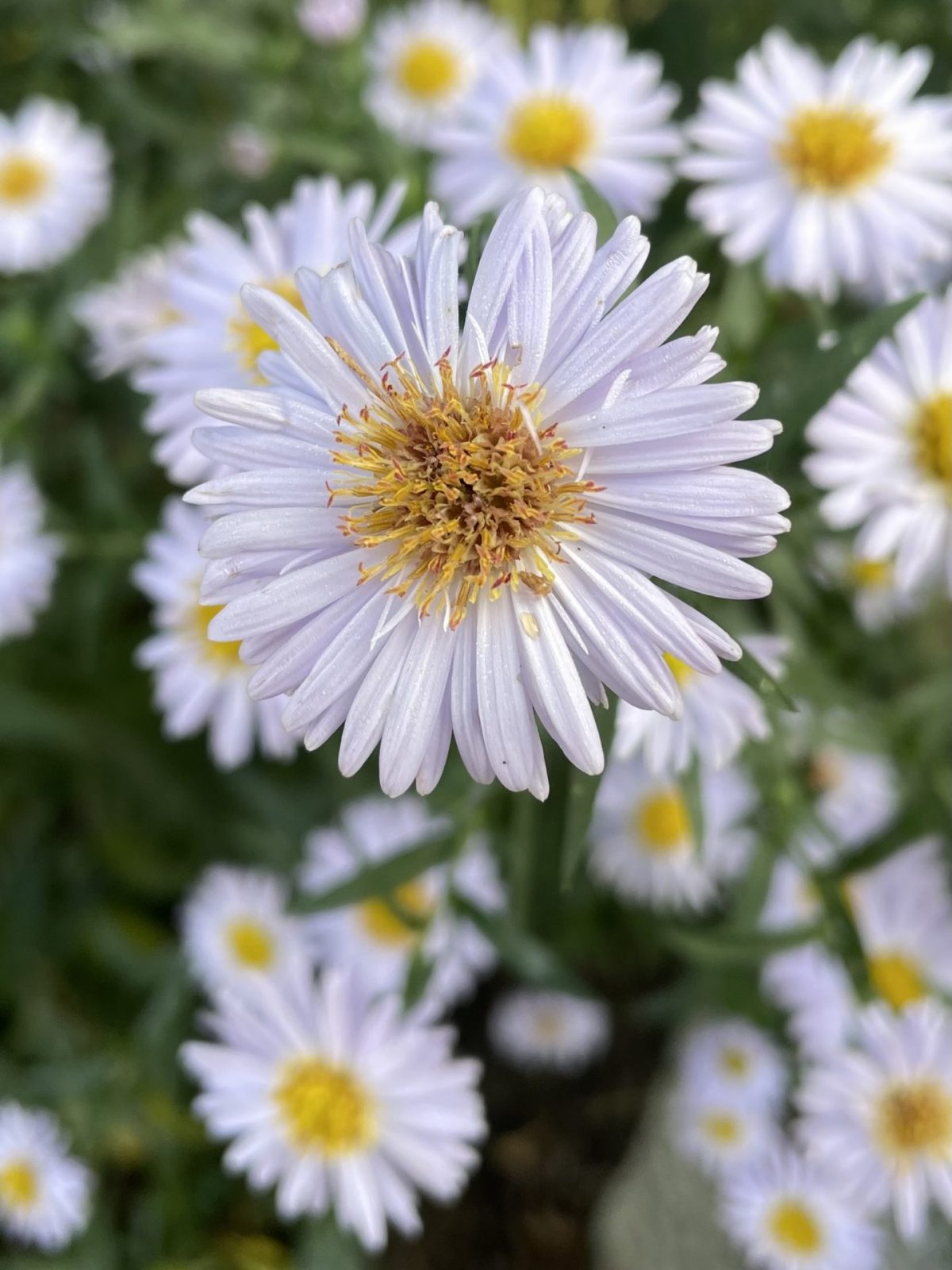 70BE00AA-0B68-4747-AA26-BDDEA7B2C8C4