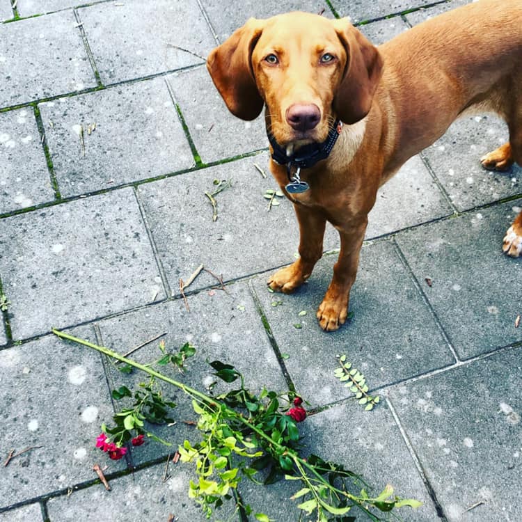 71085984_2522810041113612_1596097331382452224_n