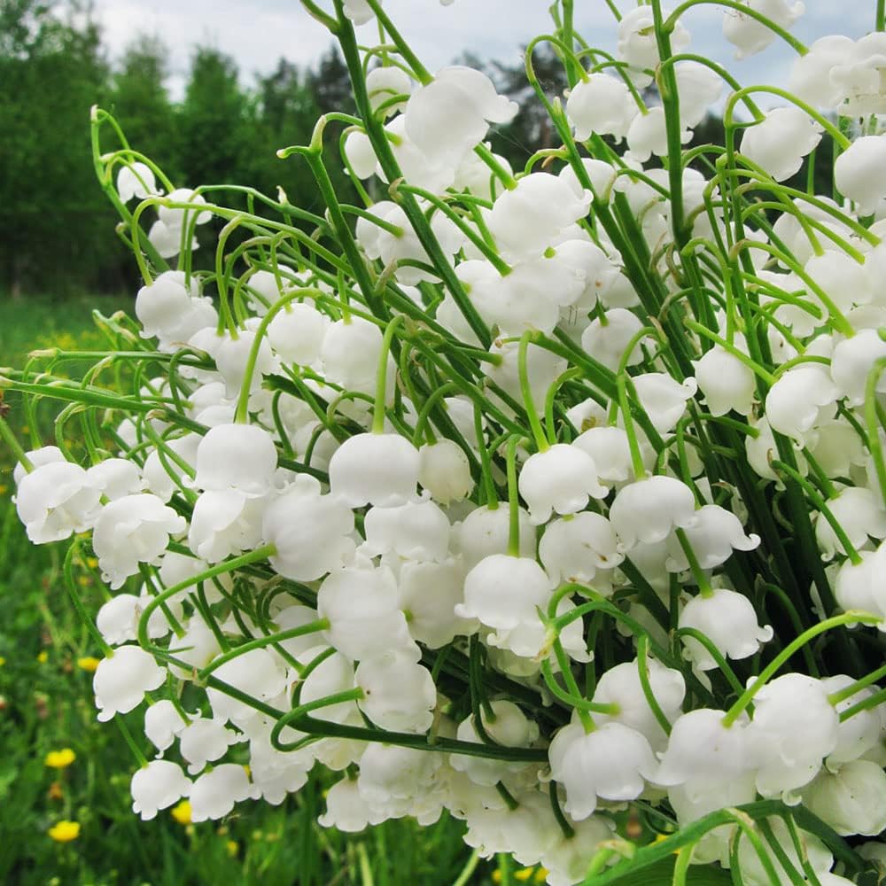 71moWwlMOSL._AC_SL1000_