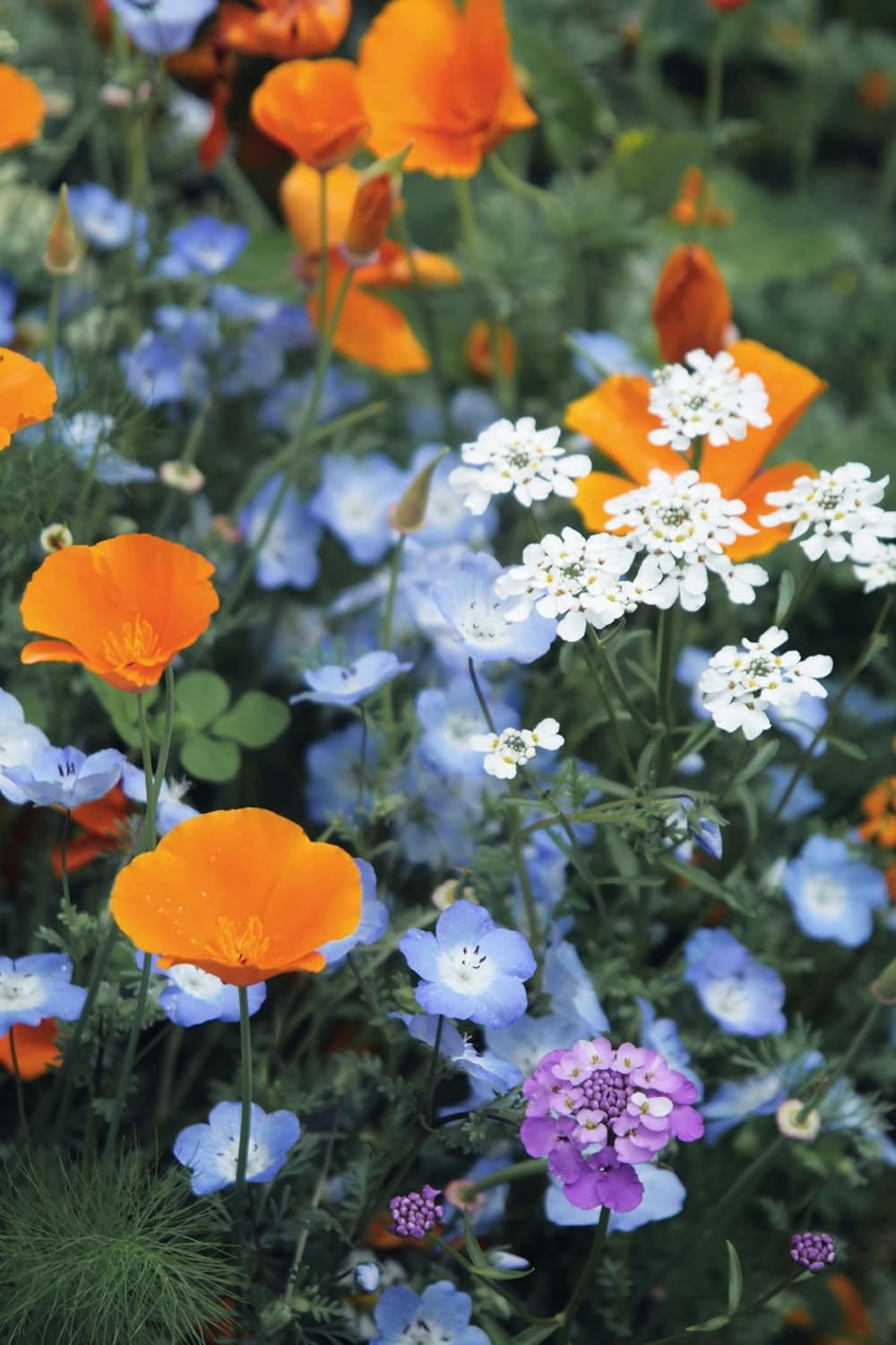 71zfV8uF-2L._AC_SL1500_