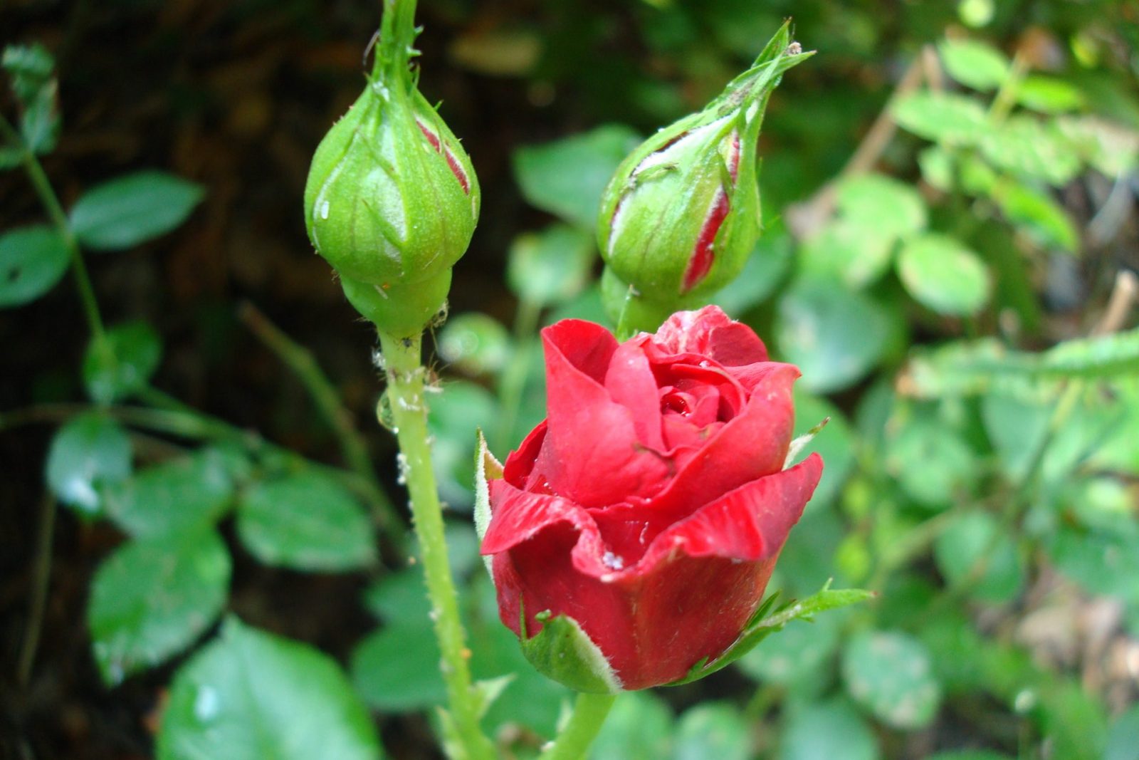 736499EA-5B9D-4A50-BC0A-D5B3B7FDDF15