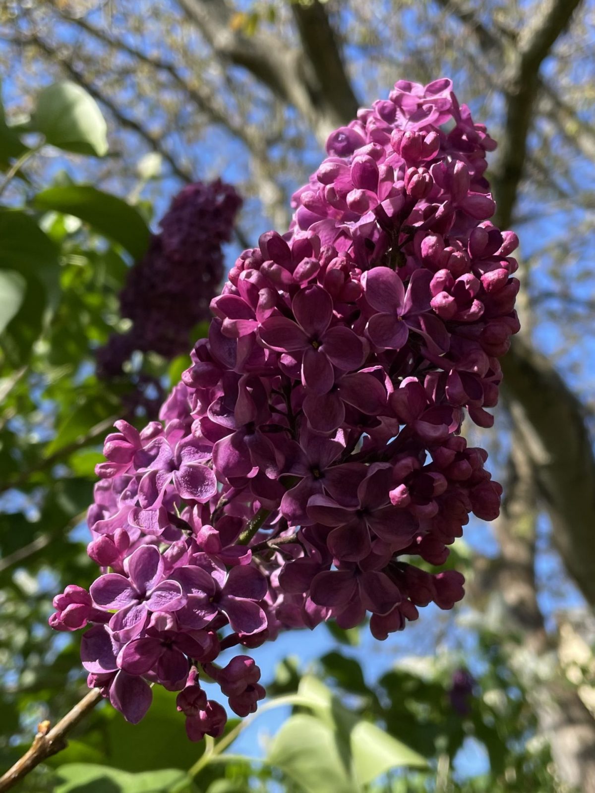 746086F5-B697-49FC-8DCB-8F1E79C86D24