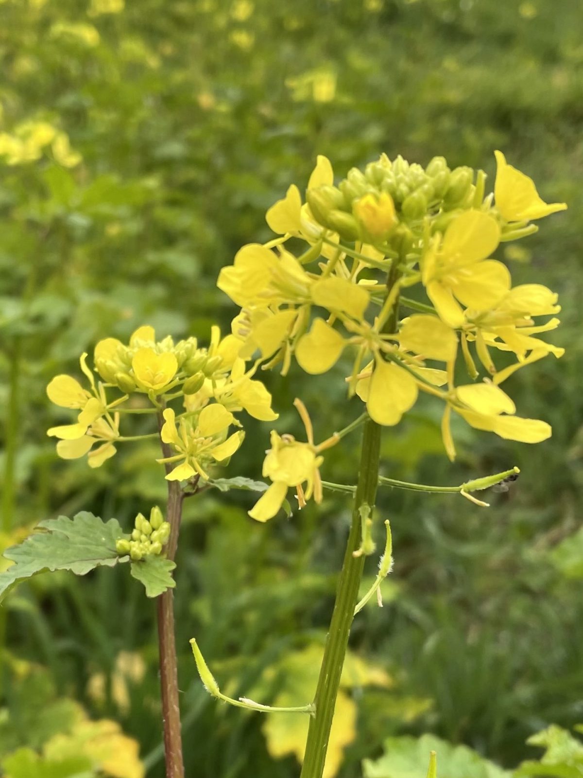 767A3535-CEC5-442D-9257-904DC088C70B