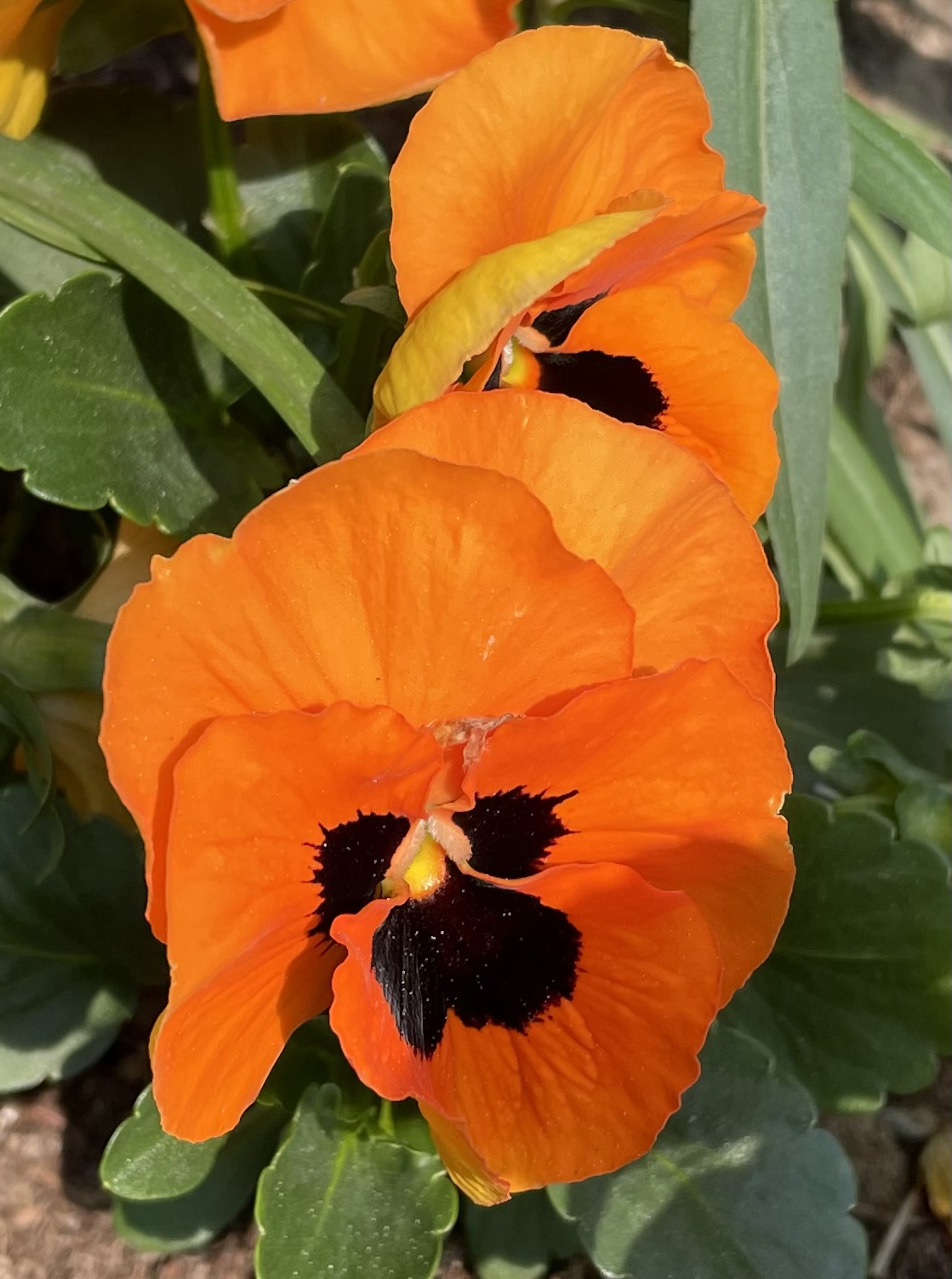 76956F06-6DEE-43A7-80E8-E45AF3E835AF