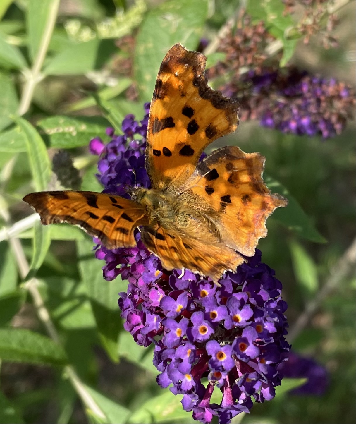 78908AFB-5EF4-4CBA-8BBE-DC79138C0E4F