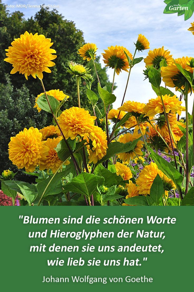 794e228d47b5ff5654b7a8e1a4e7e873