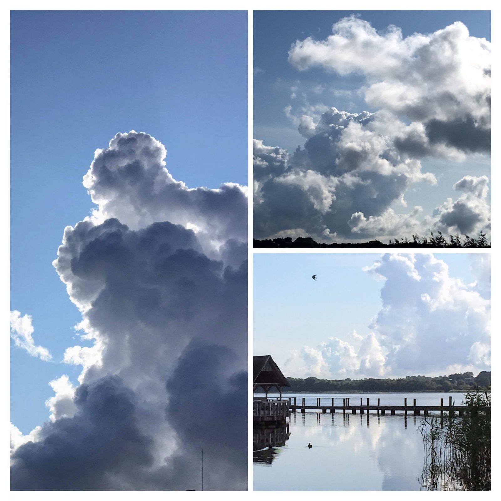 7A03E3F8-E808-4114-93B5-6FCE3832EF8A-COLLAGE