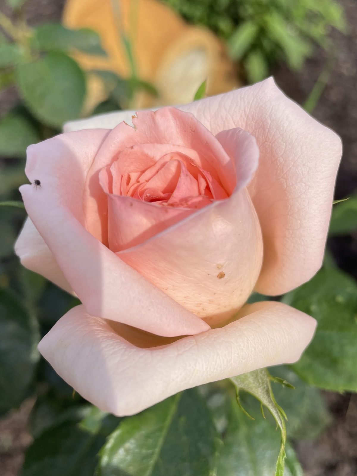 7A552896-AAD8-4426-A3ED-A9634E358B06