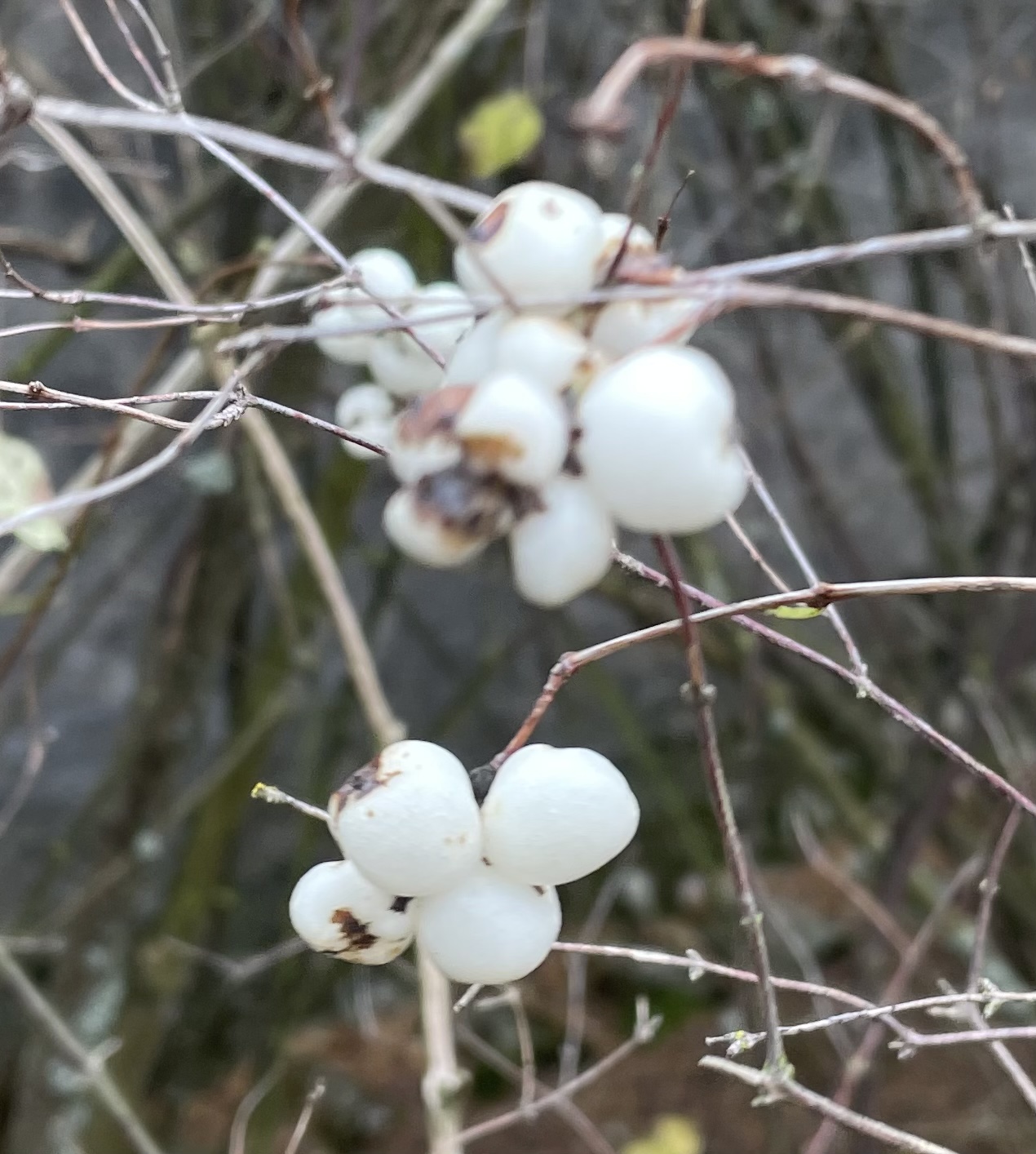 7A8478F2-8EF0-45D8-8059-691E0CBD0F27