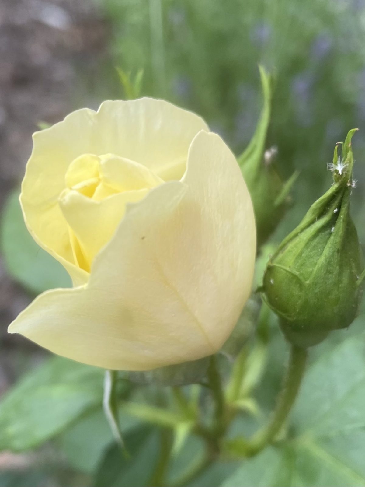 7A903196-403C-4FBF-8CD2-EA8C85E189F9