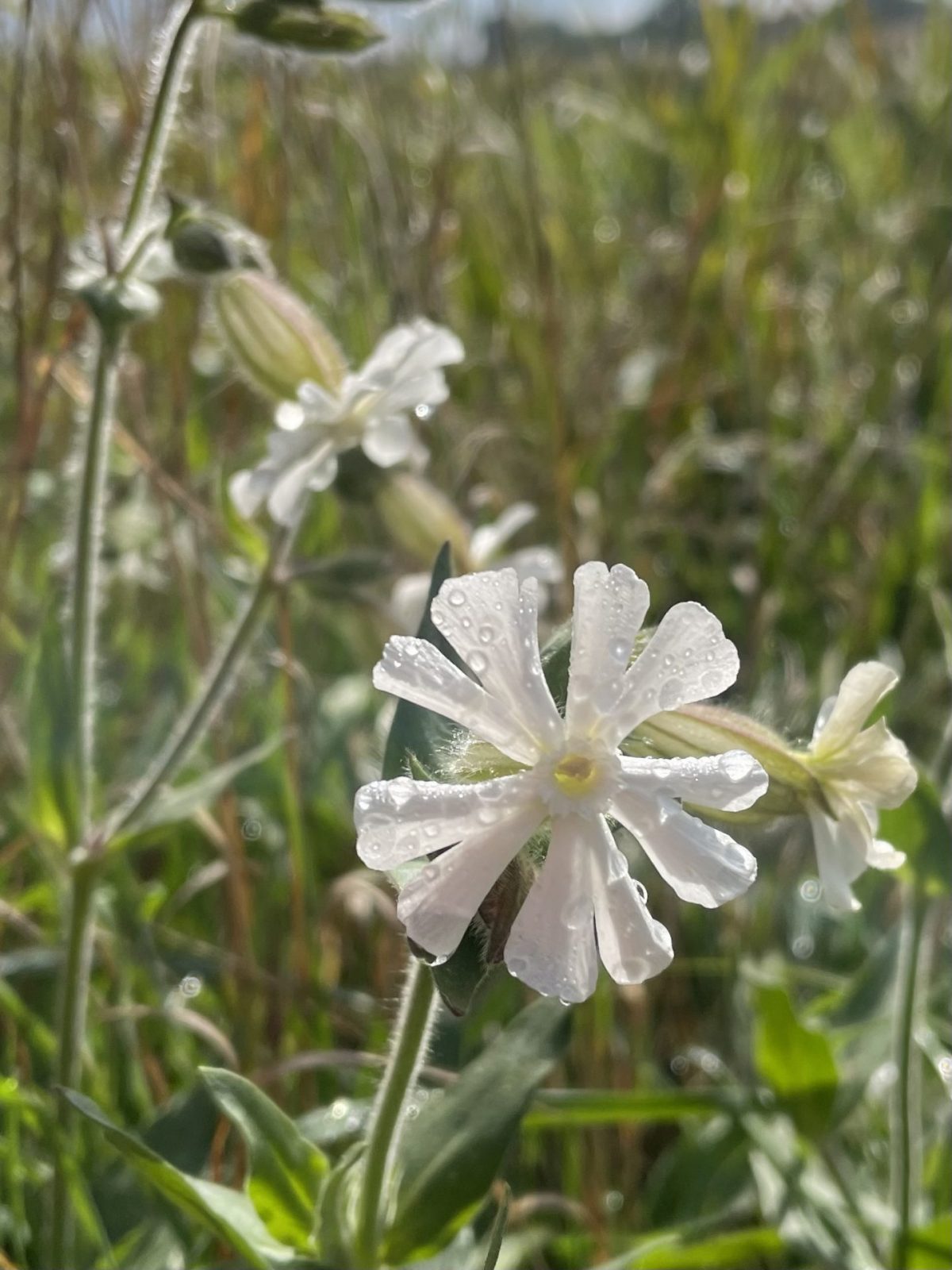 7ABF933F-8CFC-4350-87E5-5B274FB49451