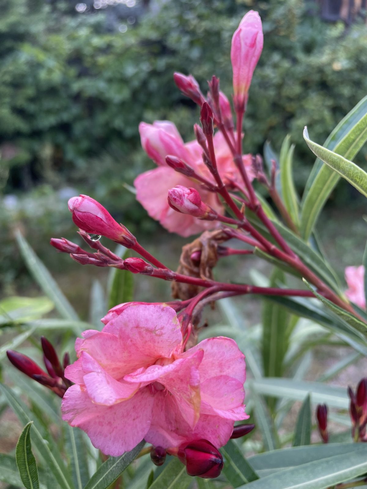 7B14DCF0-C64F-420E-9BD7-11AA941B8E5A