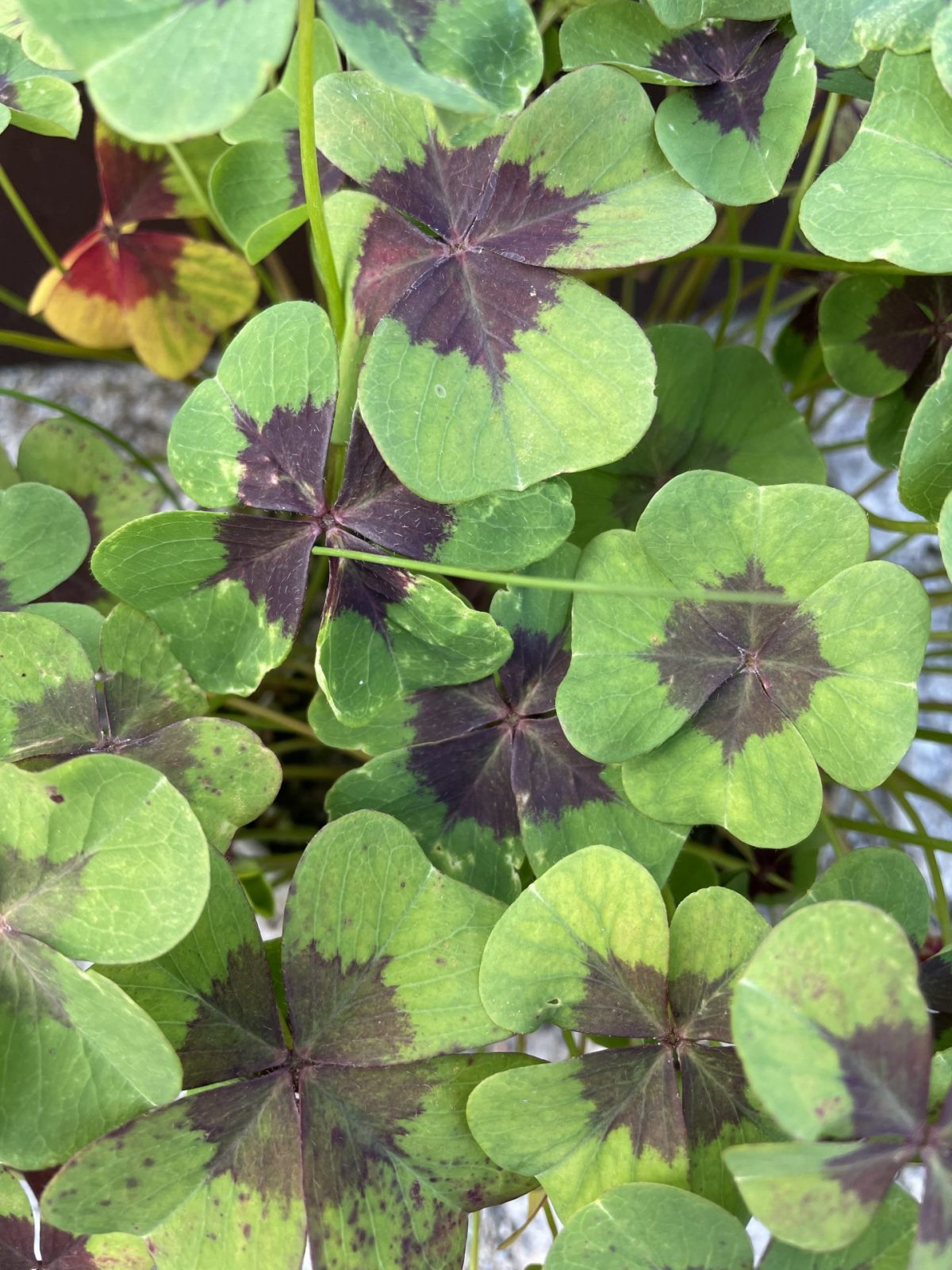 7BC26B5C-F89C-492F-BCD5-399F5CEF8C7E