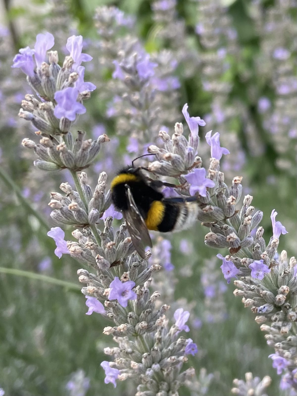 7D3E4F46-AF47-4292-B513-3710CA3479EA