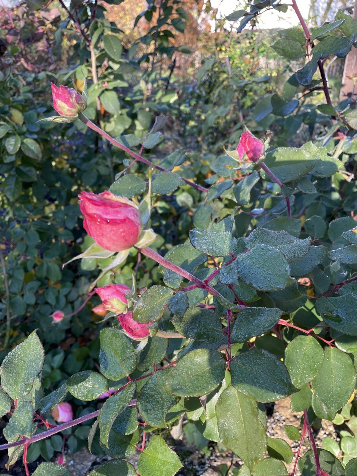 7D759348-7659-4EBC-A745-0C61B82C00A0