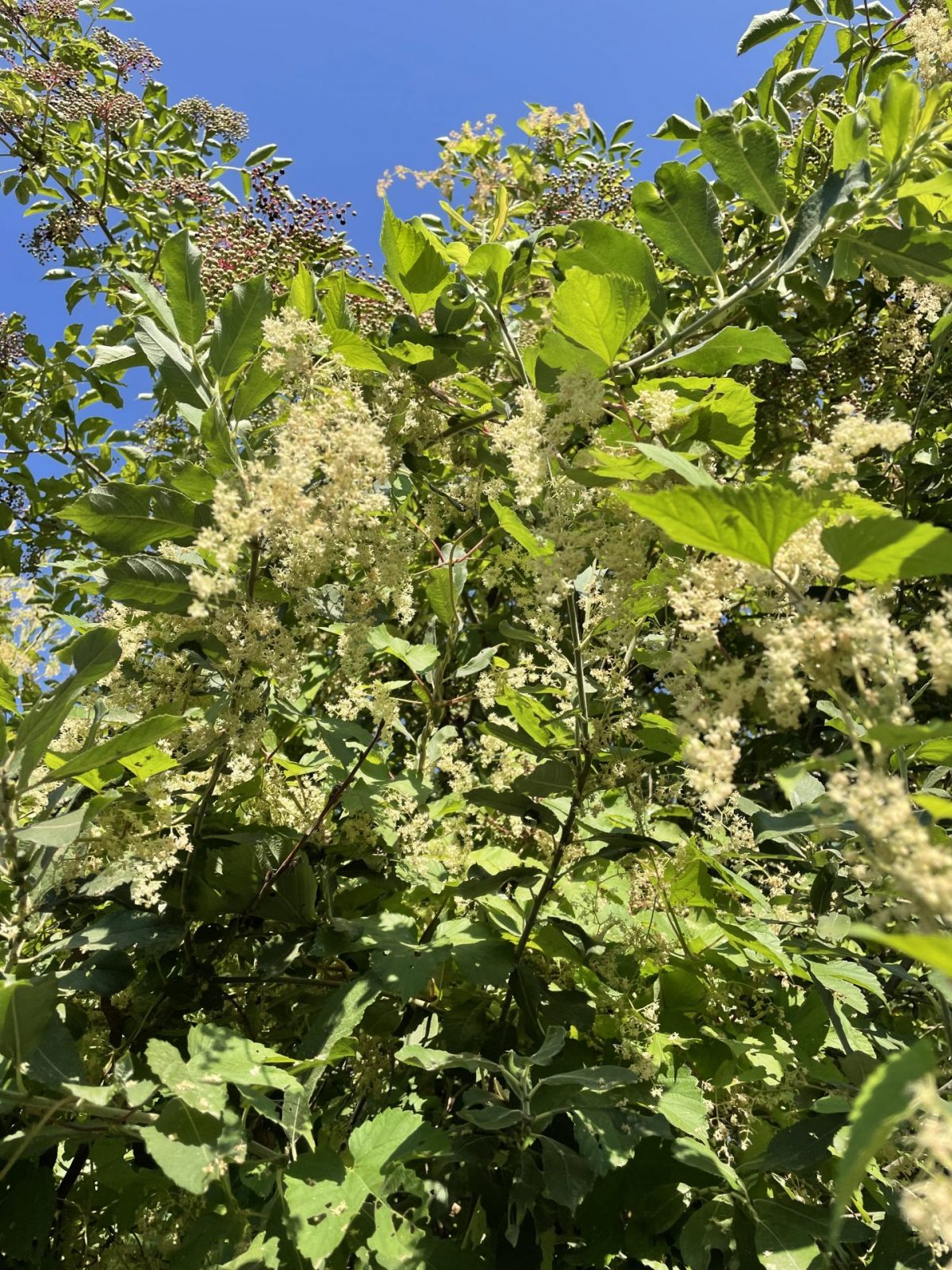 7DD9AC6C-CD6C-4DB5-8742-2DAC076C1A2B