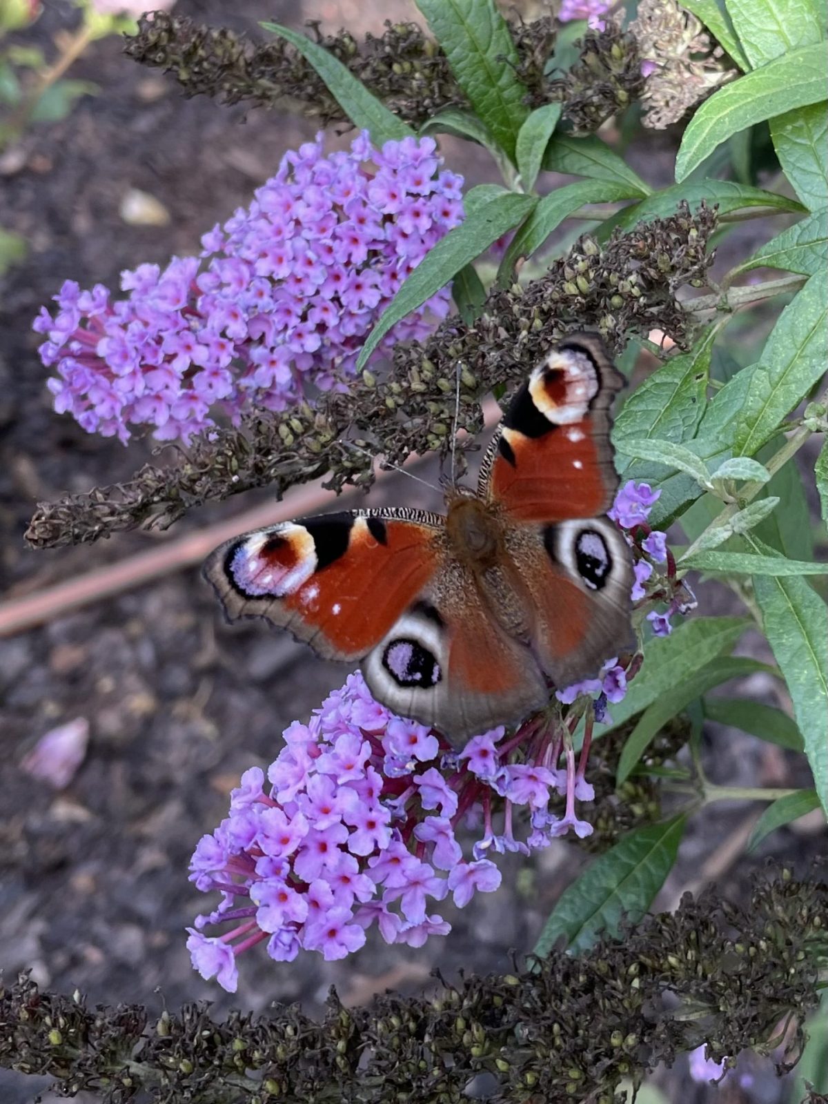 7EC7008F-764F-48AA-B734-68939F8962ED