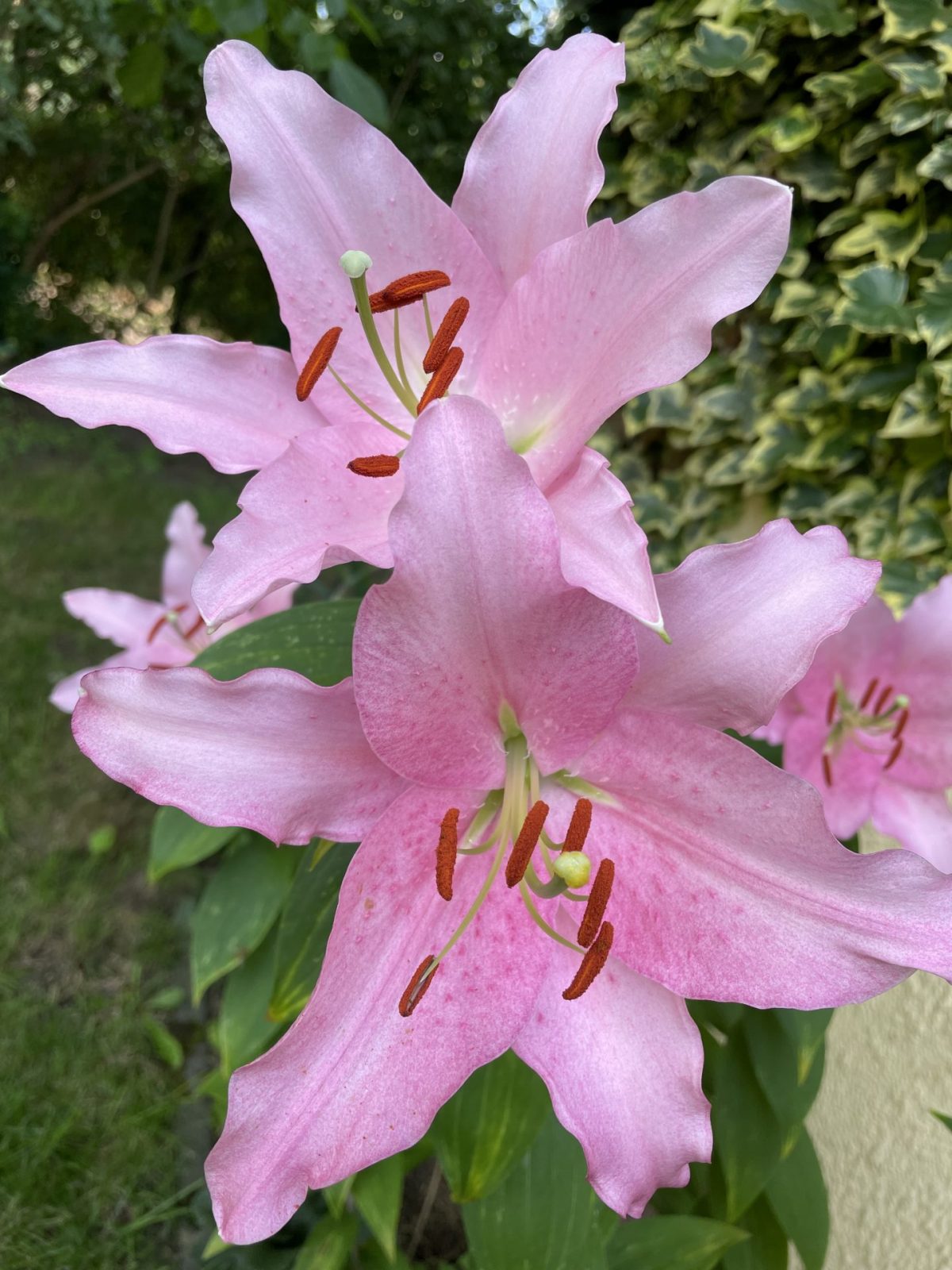 7F4EAD92-0285-4B60-95D1-3D9DE8196951