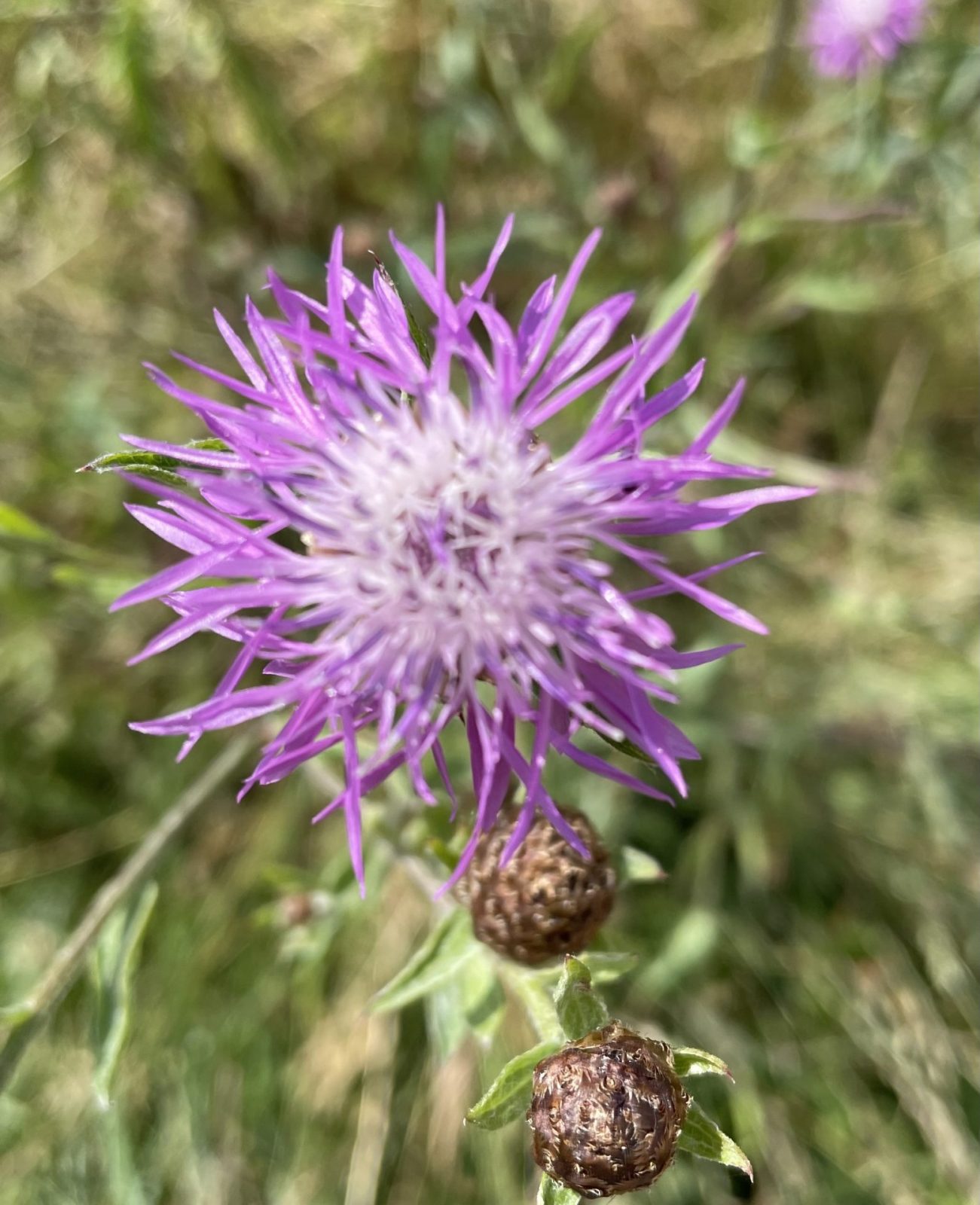 7F501D07-0206-424A-B6A0-378A074A8AC5