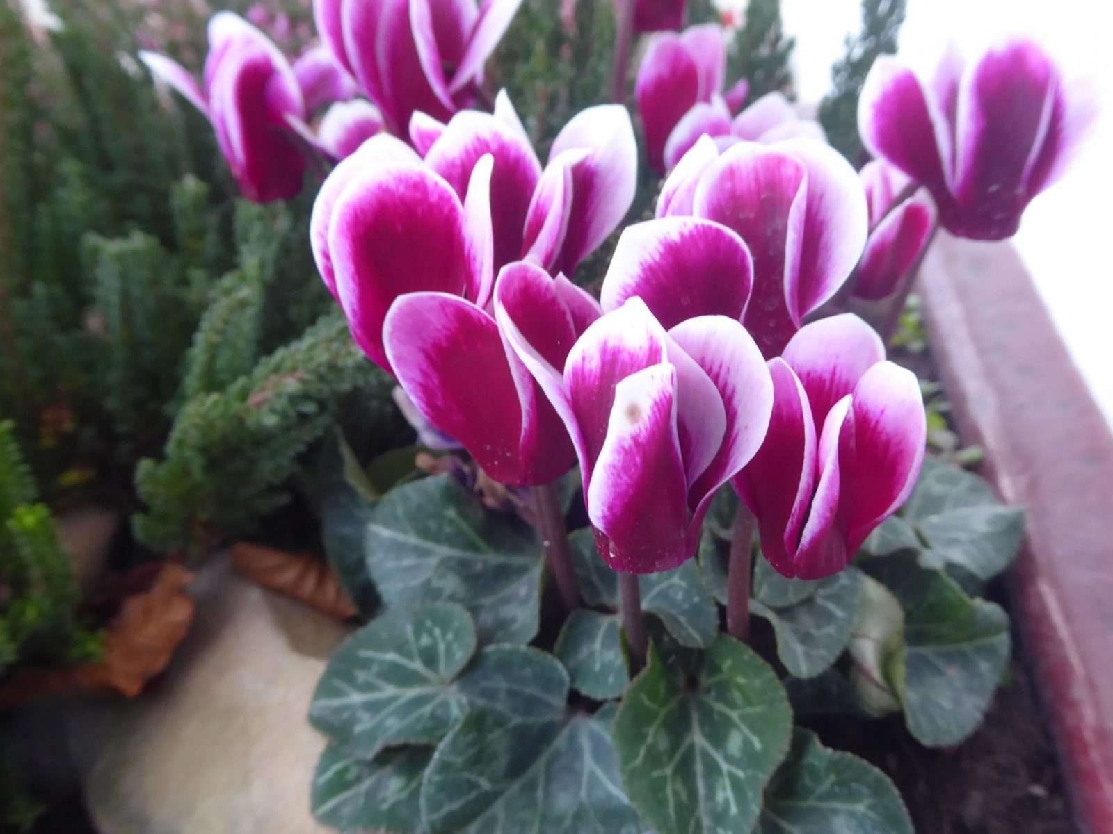 8.11.2022 auf dem Weg zur letzten Massage (29)