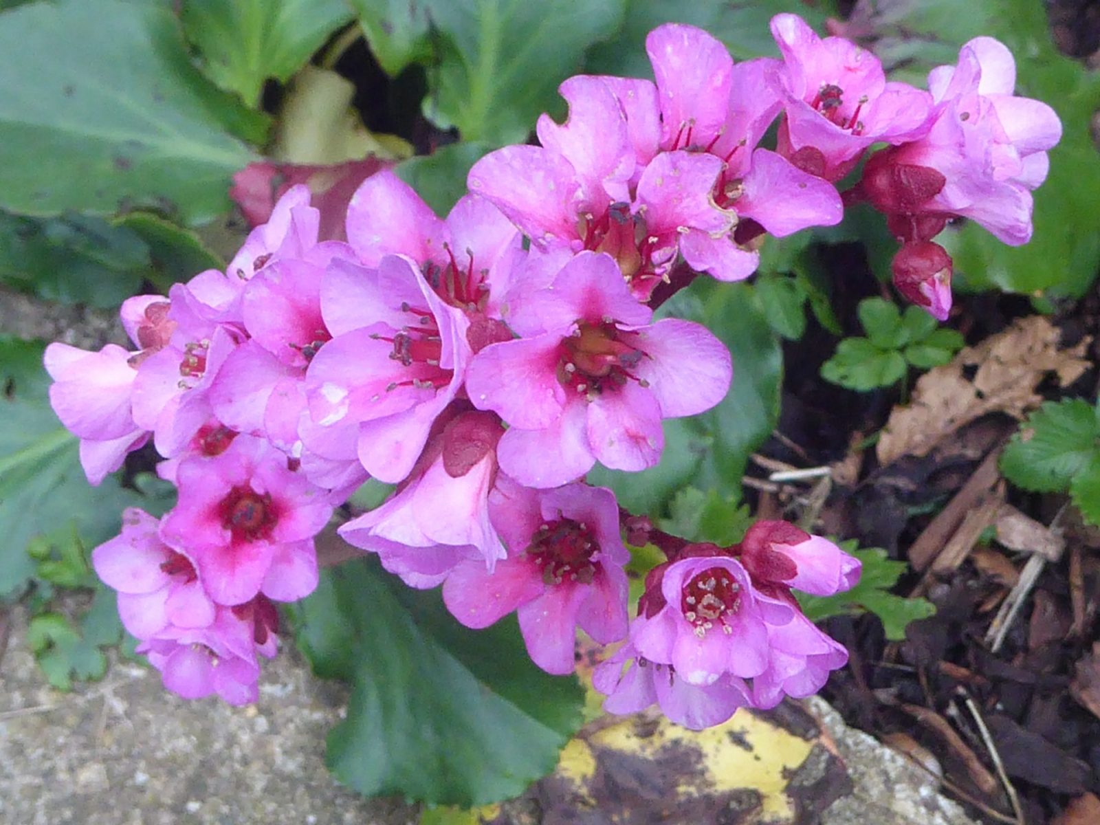 8.11.2022 auf dem Weg zur letzten Massage (38)