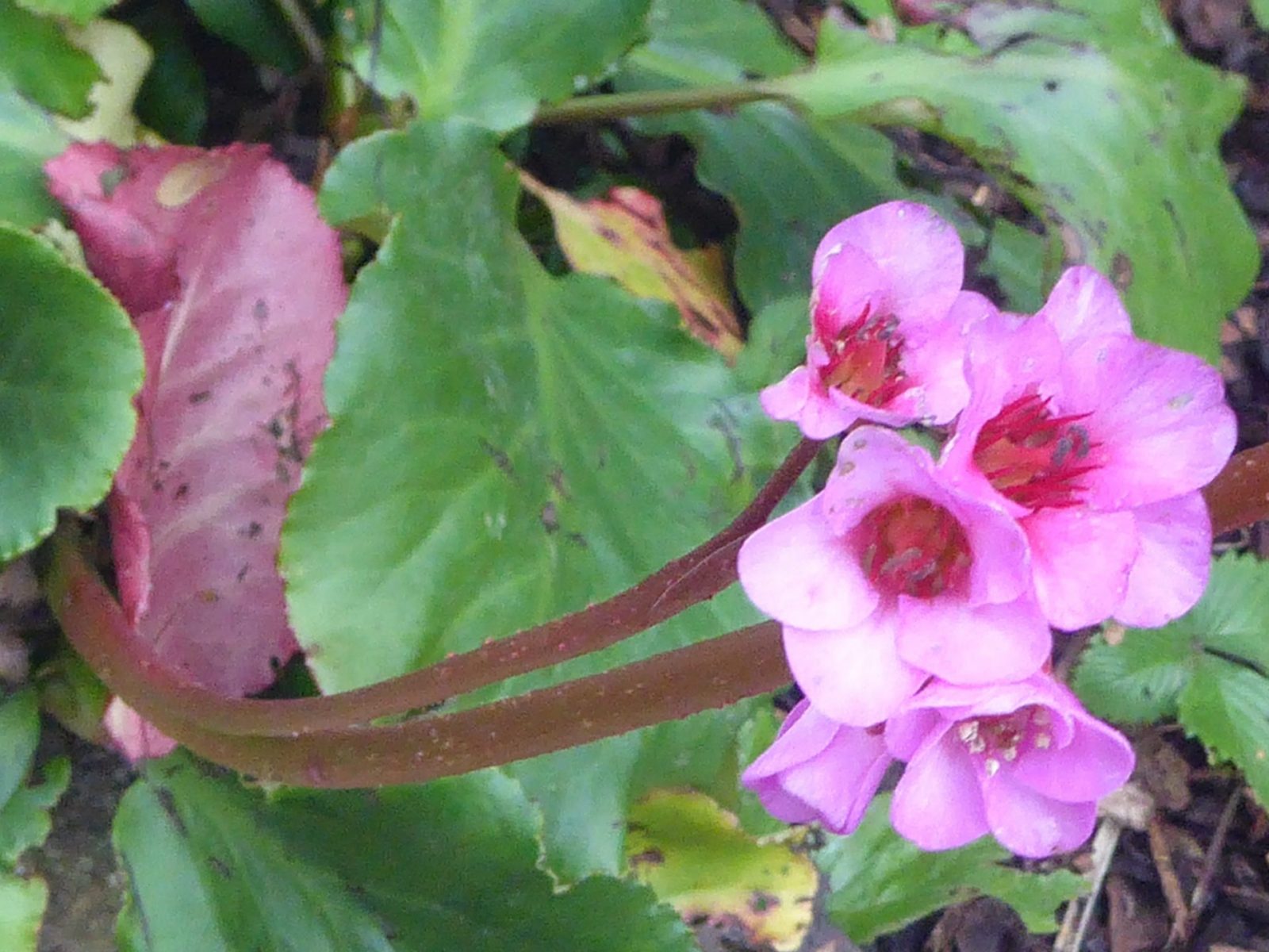 8.11.2022 auf dem Weg zur letzten Massage (40)