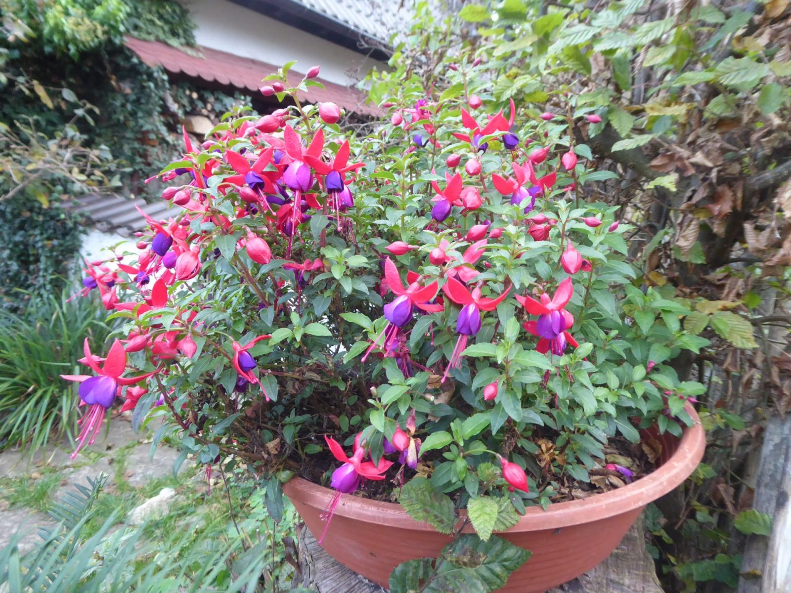 8.11.2022 auf dem Weg zur letzten Massage (43)