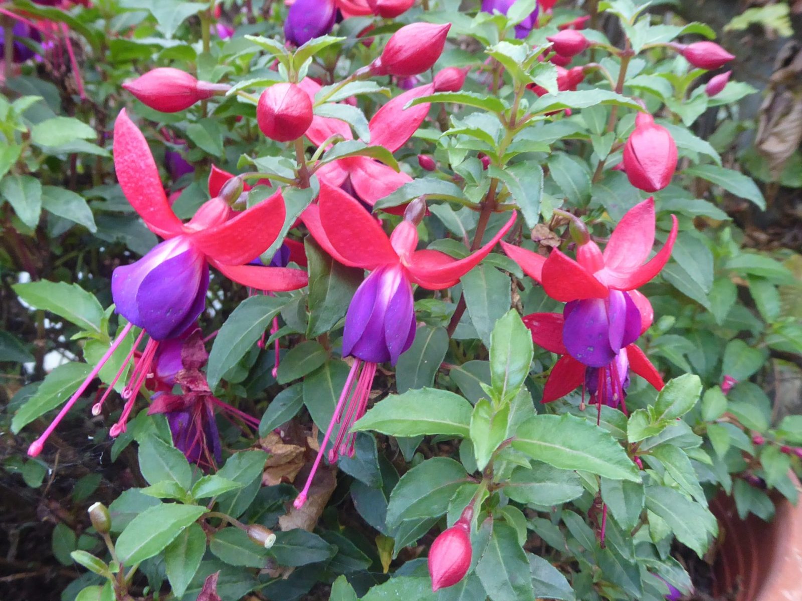 8.11.2022 auf dem Weg zur letzten Massage (45)