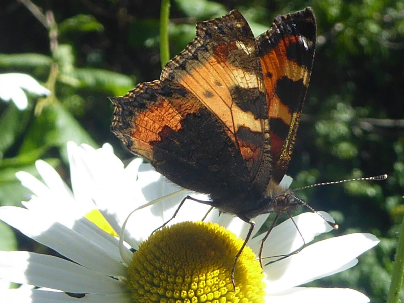 8.6.2022 Mittwoch (8)