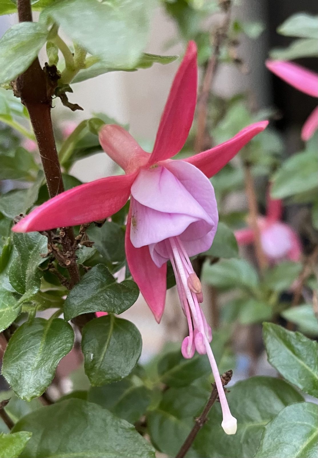 800AD114-8D2D-4A99-A12F-71FEED3FF5A0